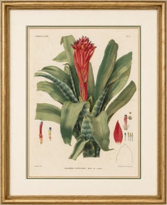 Antique Botanical Lithograph, Billbergia Thyrsoidea, de Vriese, 1856
