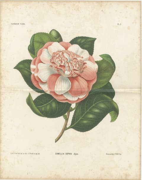 Antique Botanical Lithograph, Camellia Sophia, de Vriese, 1856