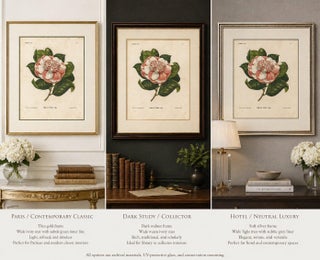 Antique Botanical Lithograph, Camellia Sophia, de Vriese, 1856, view 3