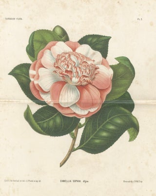 Antique Botanical Lithograph, Camellia Sophia, de Vriese, 1856, view 4