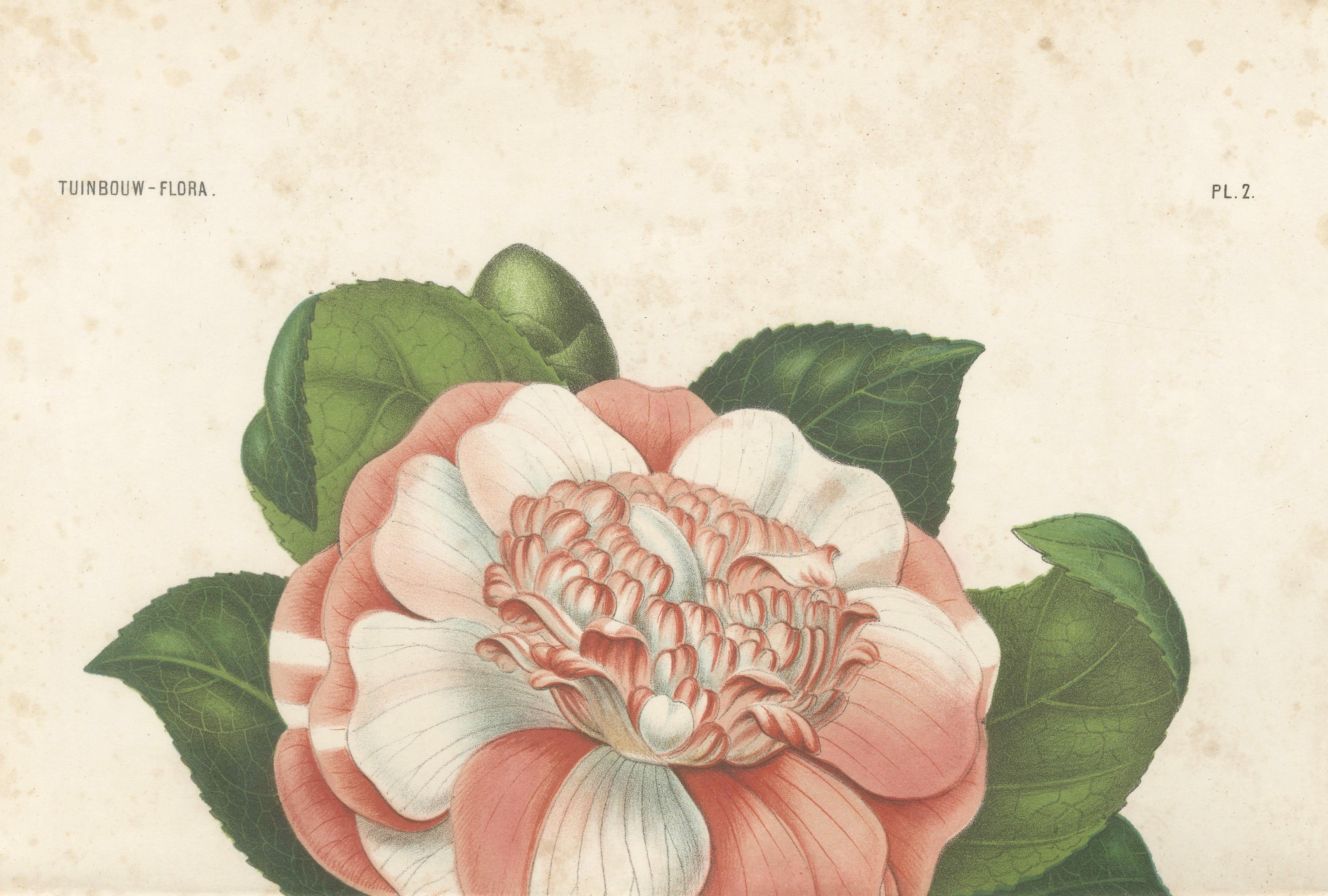 Antique Botanical Lithograph, Camellia Sophia, de Vriese, 1856