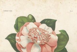 Antique Botanical Lithograph, Camellia Sophia, de Vriese, 1856, view 5