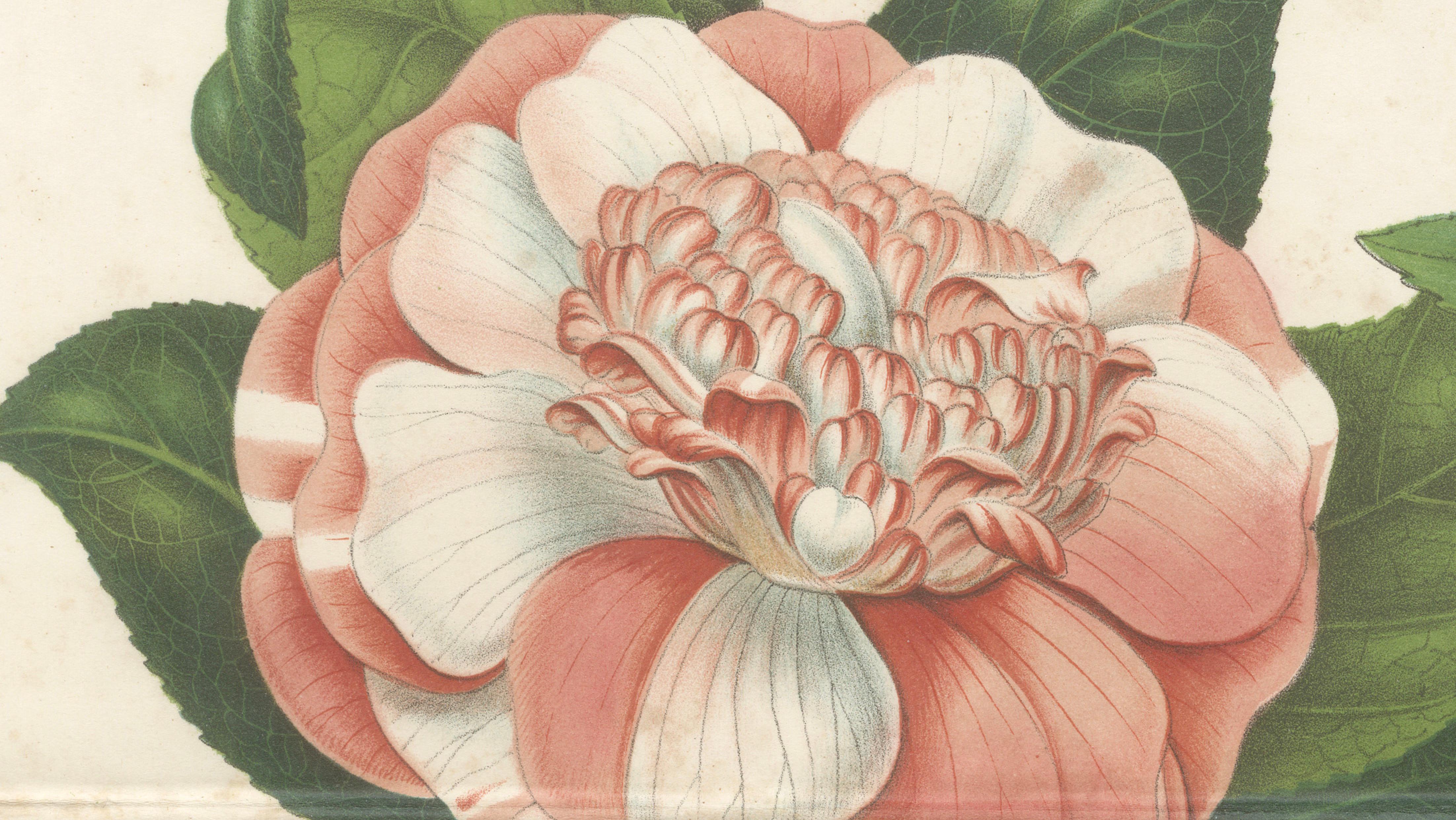 Antique Botanical Lithograph, Camellia Sophia, de Vriese, 1856