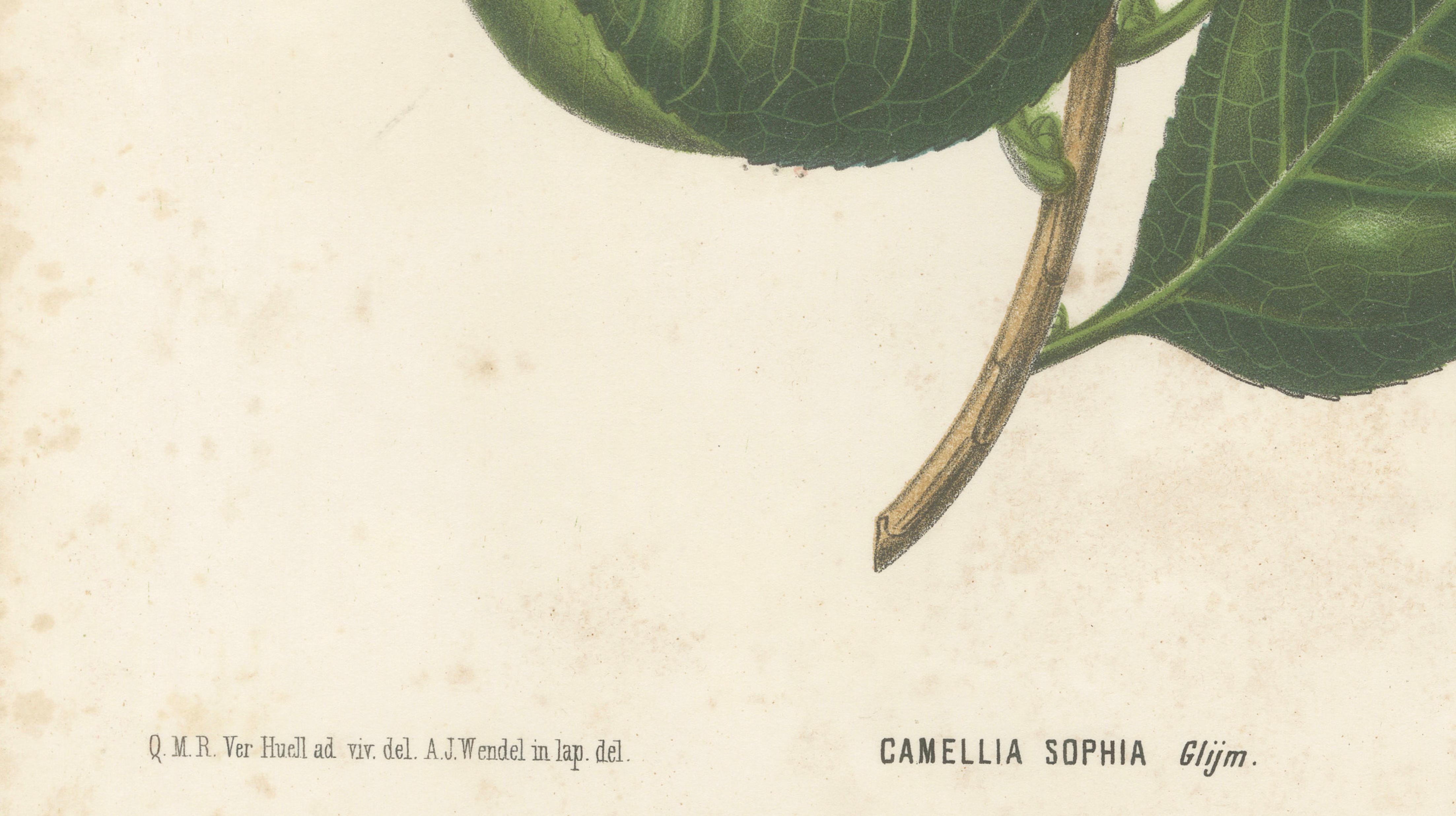 Antique Botanical Lithograph, Camellia Sophia, de Vriese, 1856