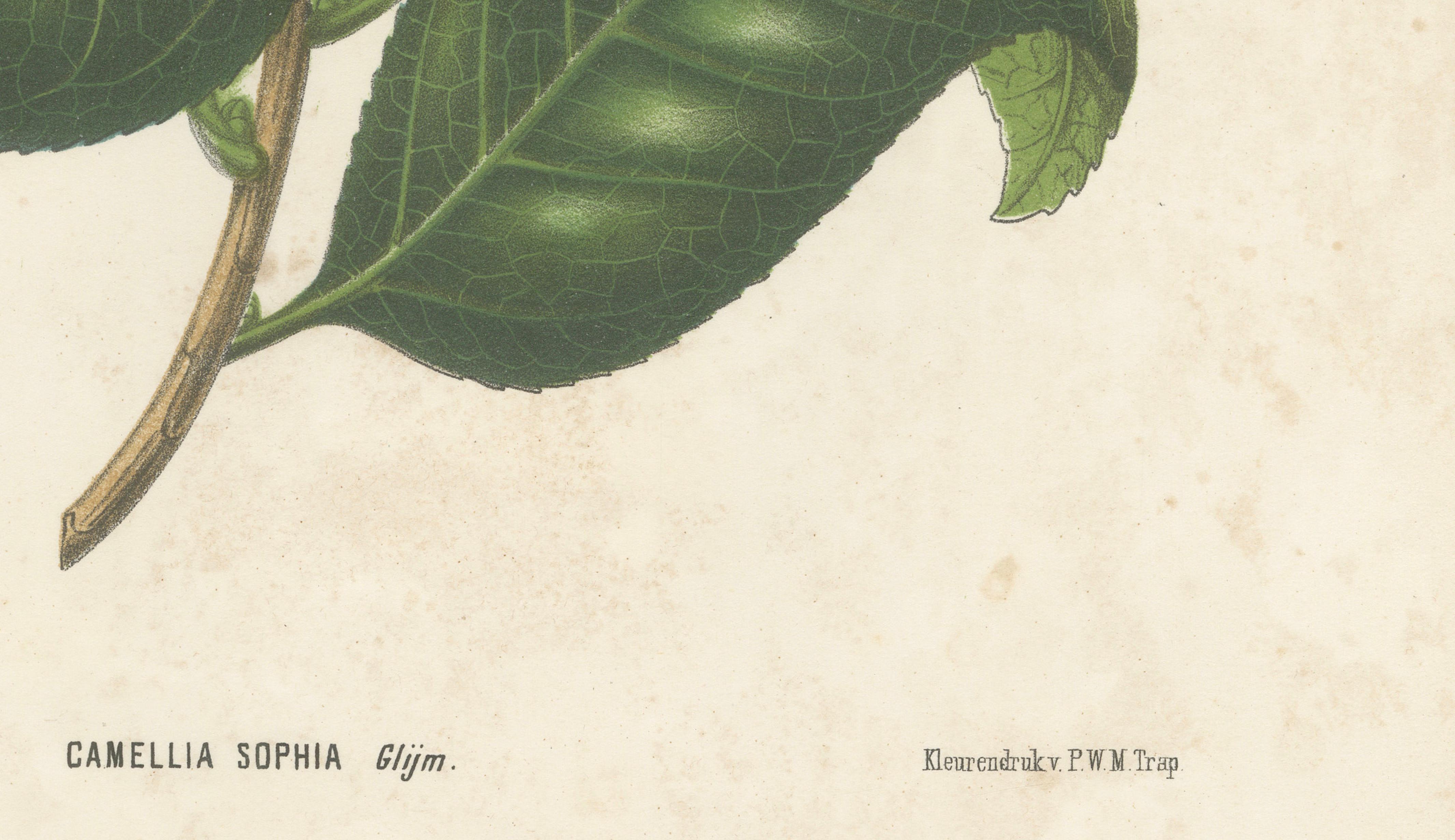 Antique Botanical Lithograph, Camellia Sophia, de Vriese, 1856