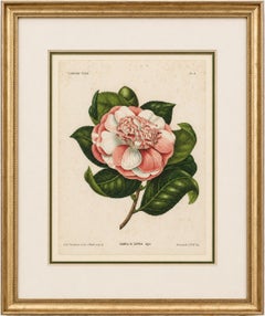 Antique Botanical Lithograph, Camellia Sophia, de Vriese, 1856