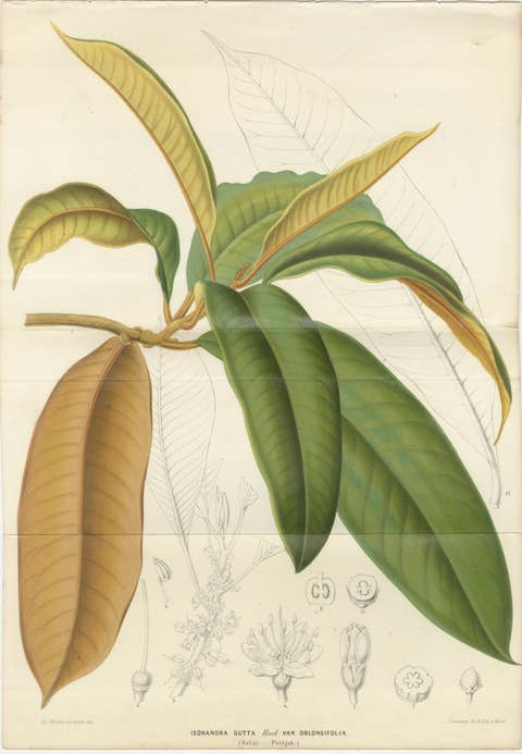 Antique Botanical Lithograph, Isonandra Gutta Percha Plant, de Vriese, 1856