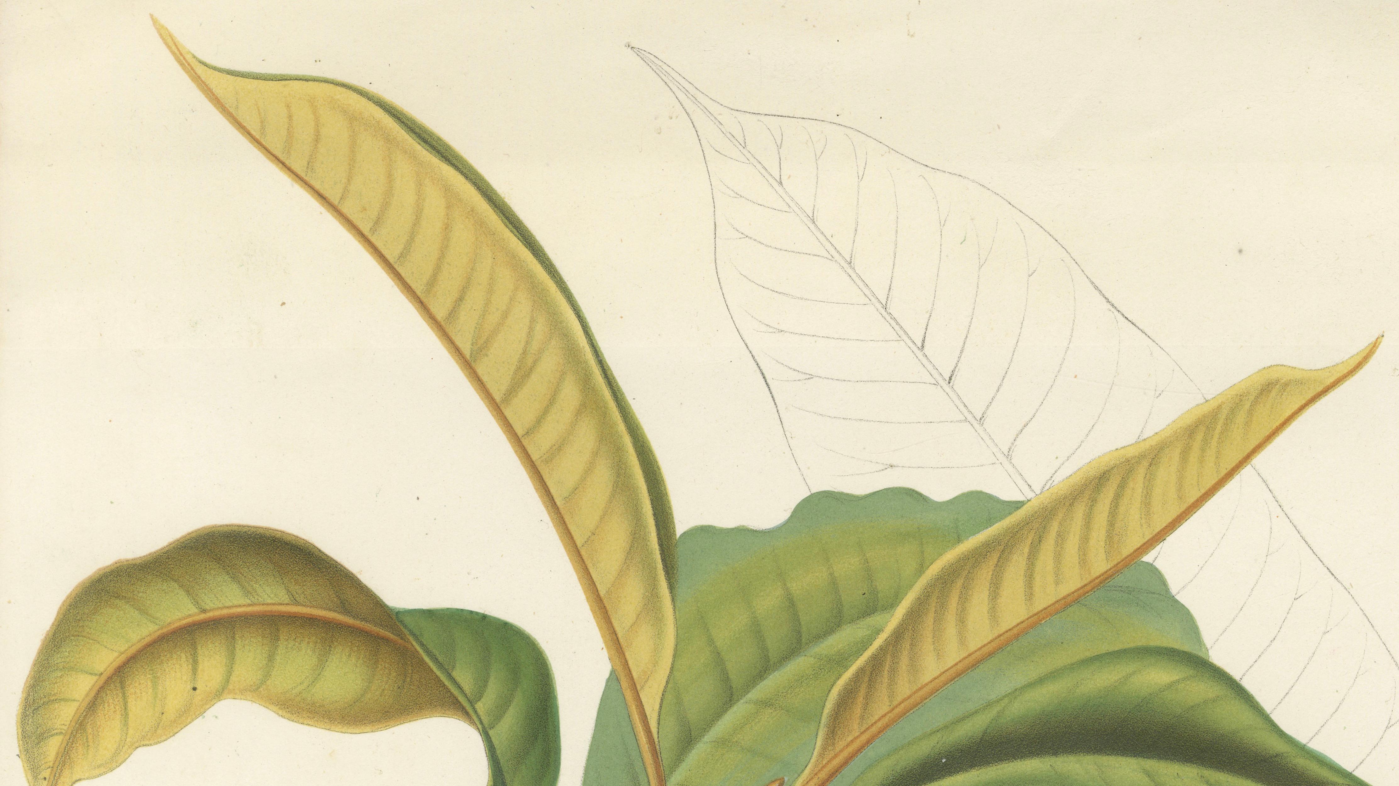 Antique Botanical Lithograph, Isonandra Gutta Percha Plant, de Vriese, 1856