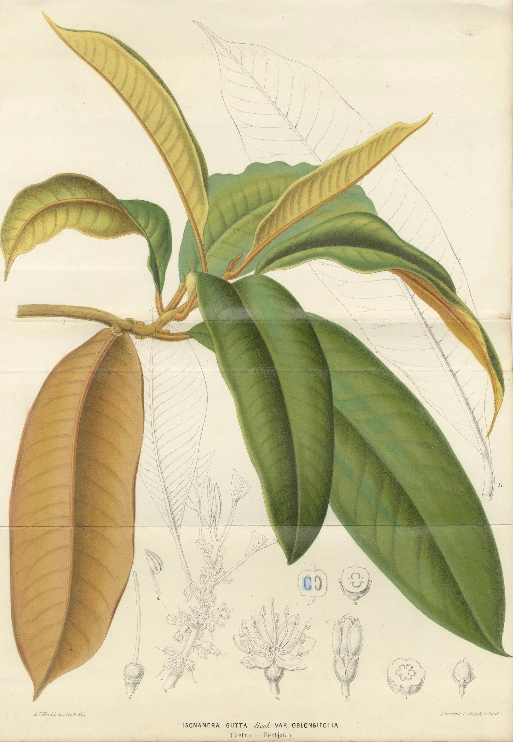 Antique Botanical Lithograph, Isonandra Gutta Percha Plant, de Vriese, 1856
