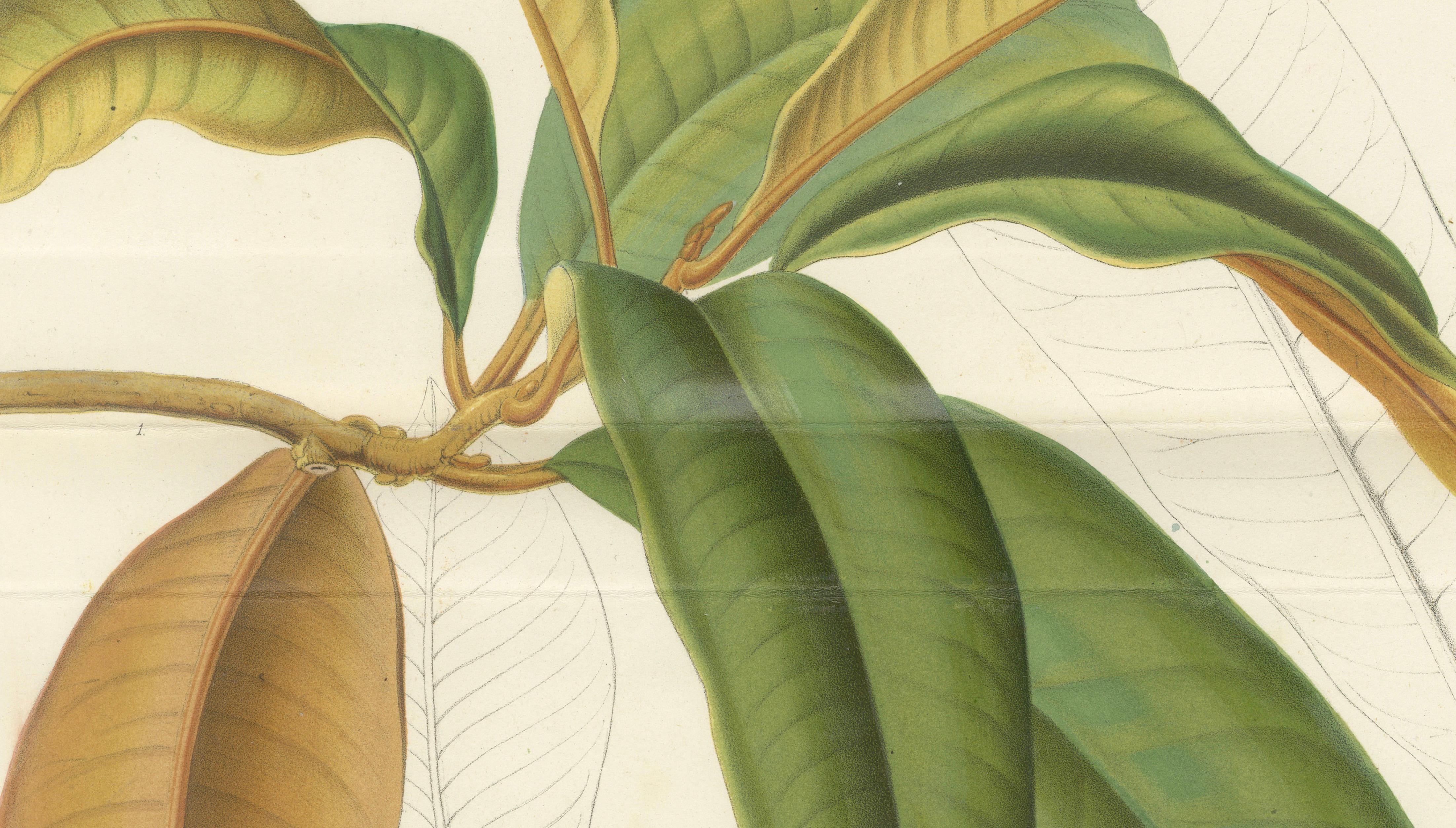 Antique Botanical Lithograph, Isonandra Gutta Percha Plant, de Vriese, 1856