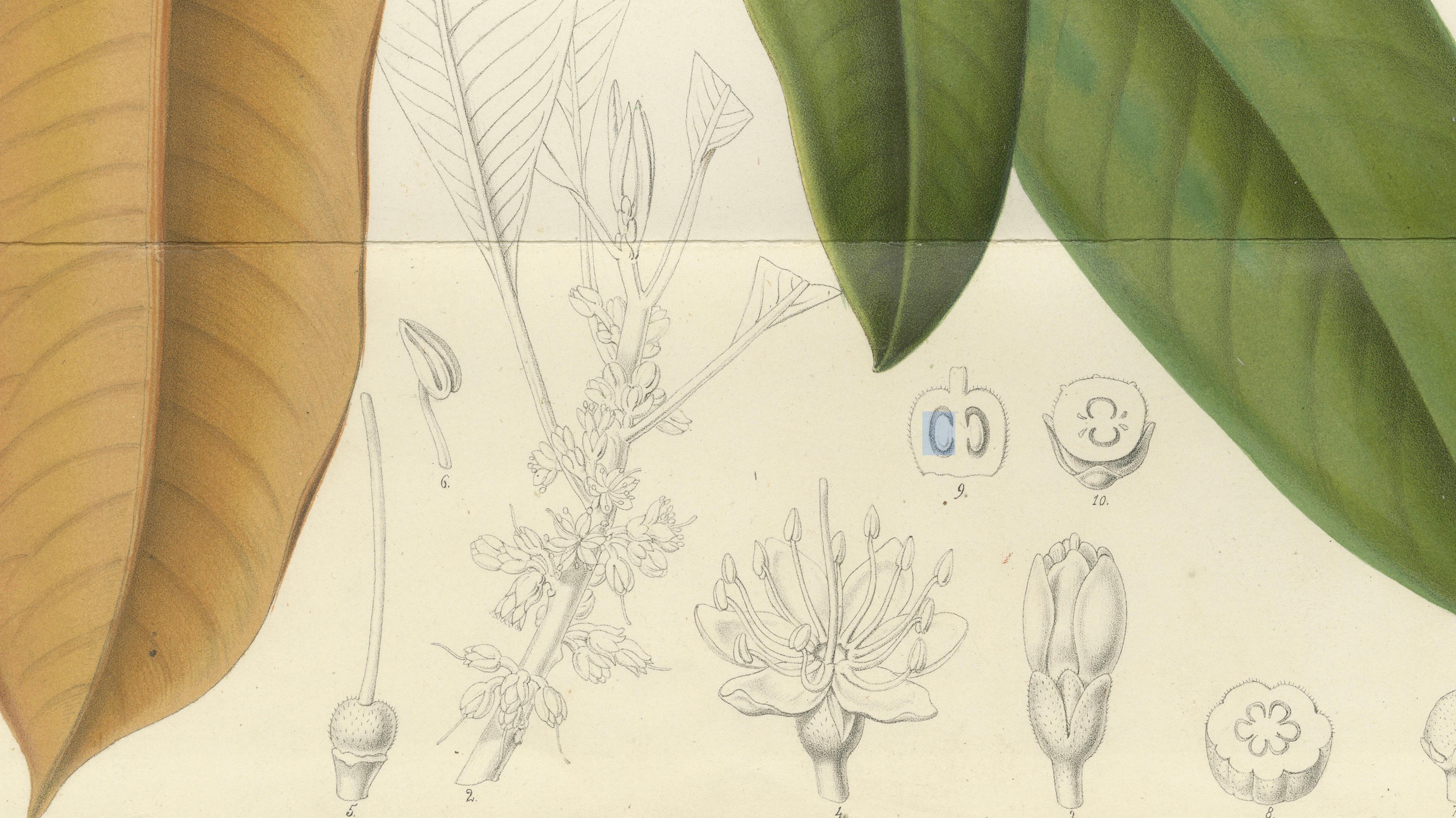 Antique Botanical Lithograph, Isonandra Gutta Percha Plant, de Vriese, 1856