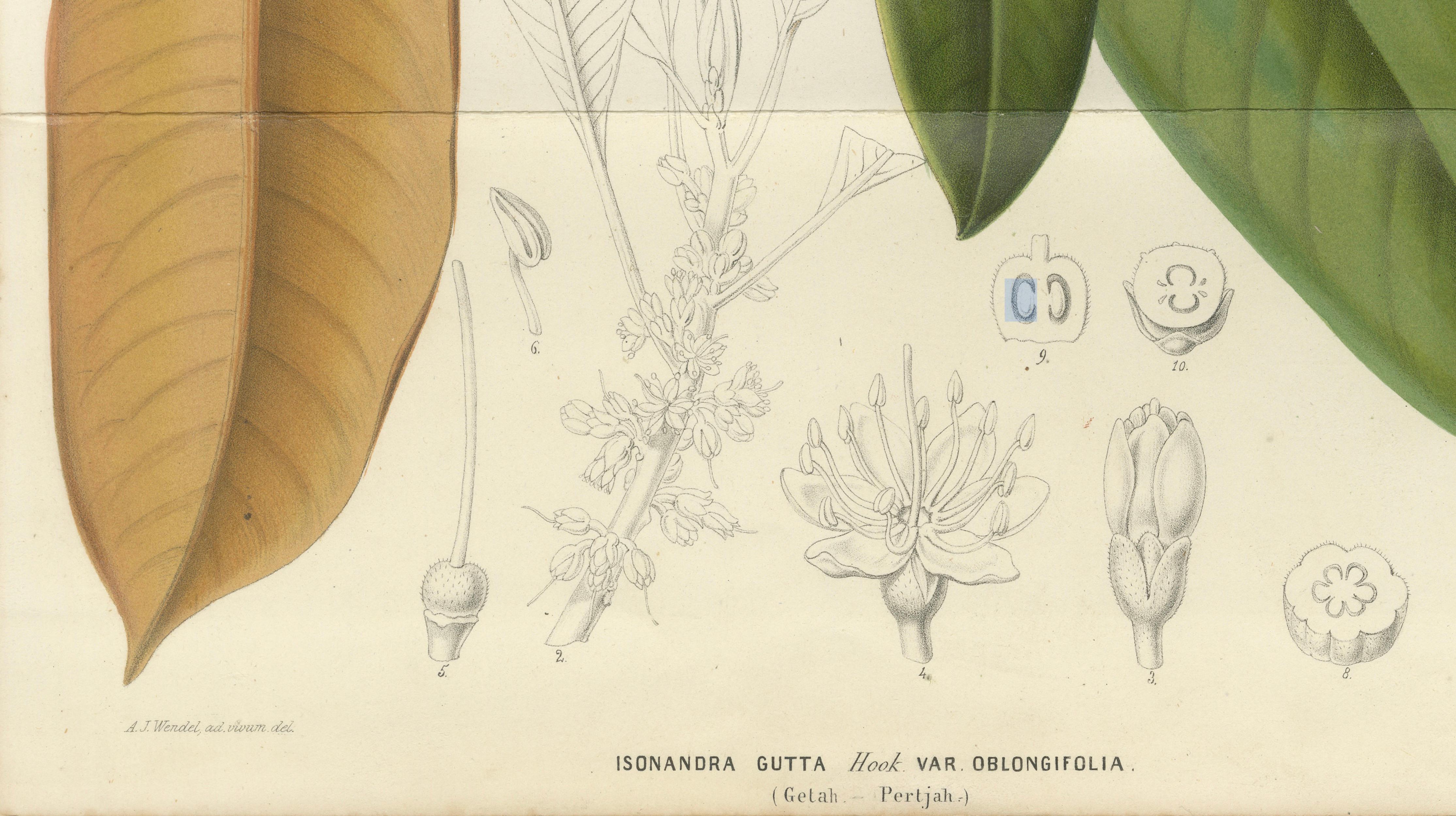 Antique Botanical Lithograph, Isonandra Gutta Percha Plant, de Vriese, 1856