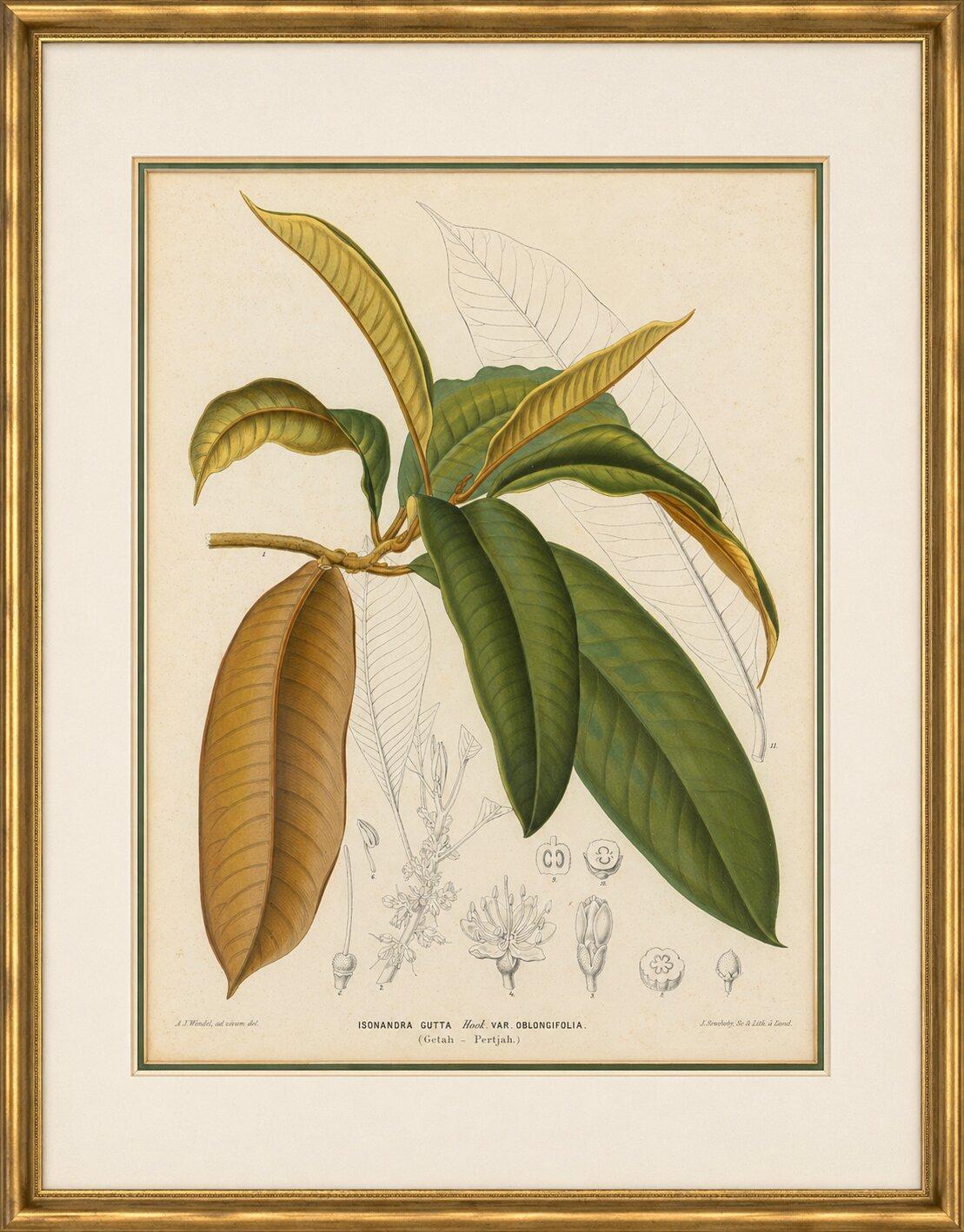 Antike botanische Lithographie, Isonandra Gutta Percha Pflanze, de Vriese, 1856