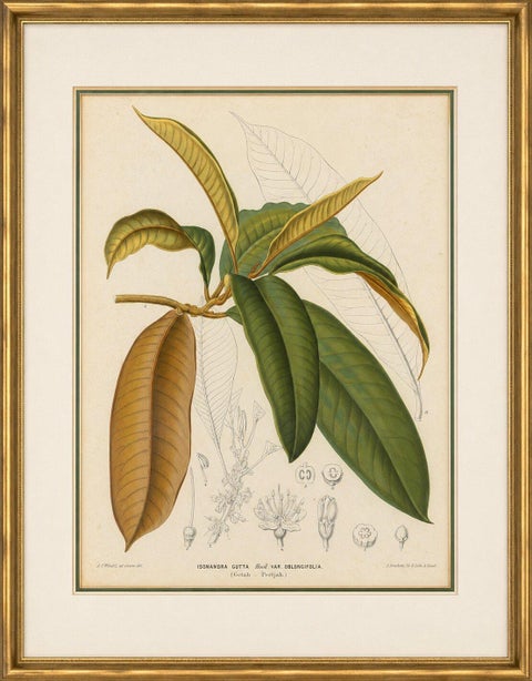 Antique Botanical Lithograph, Isonandra Gutta Percha Plant, de Vriese, 1856