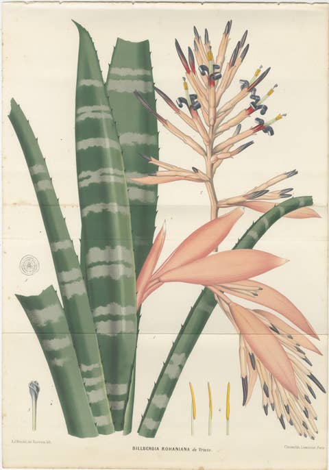 Antique Botanical Lithograph, Rohan’s Billbergia – de Vriese, 1856