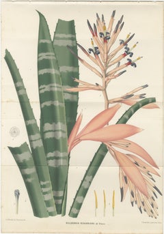 Antique Botanical Lithograph, Rohan’s Billbergia – de Vriese, 1856