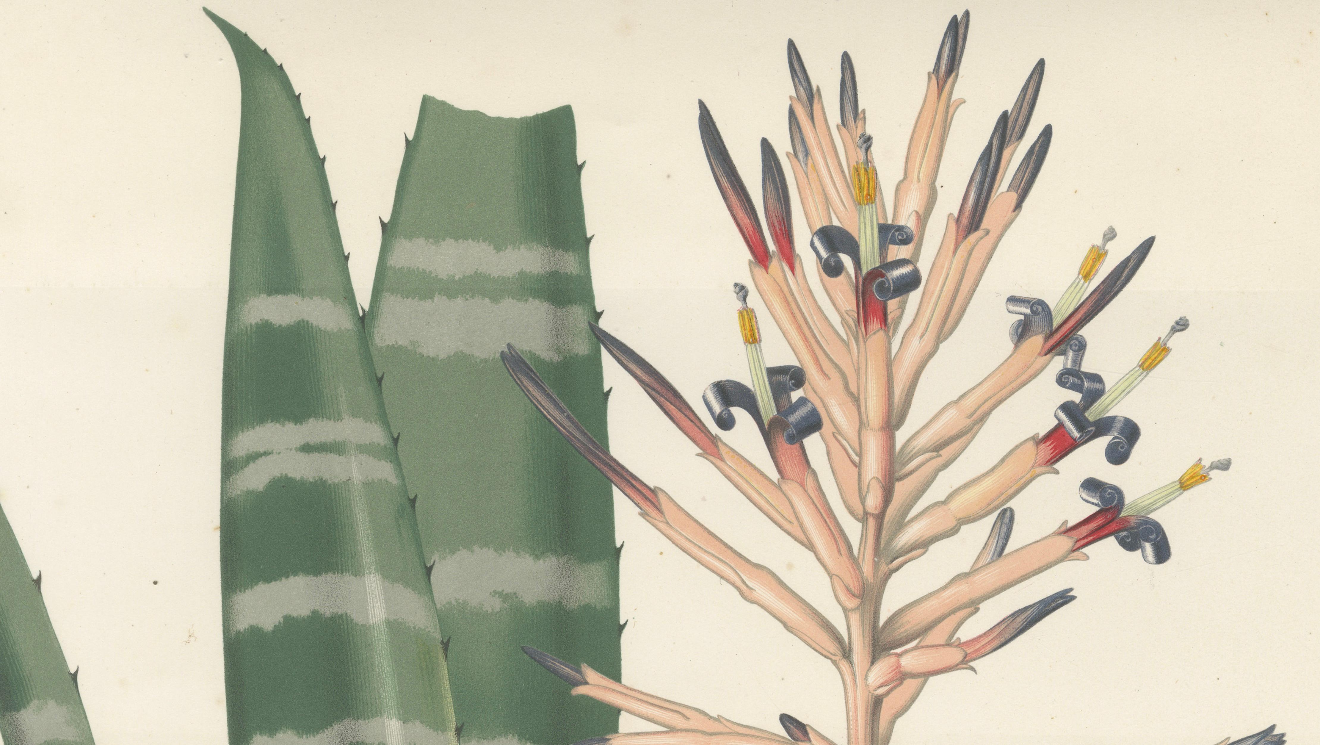 Antique Botanical Lithograph, Rohan’s Billbergia – de Vriese, 1856