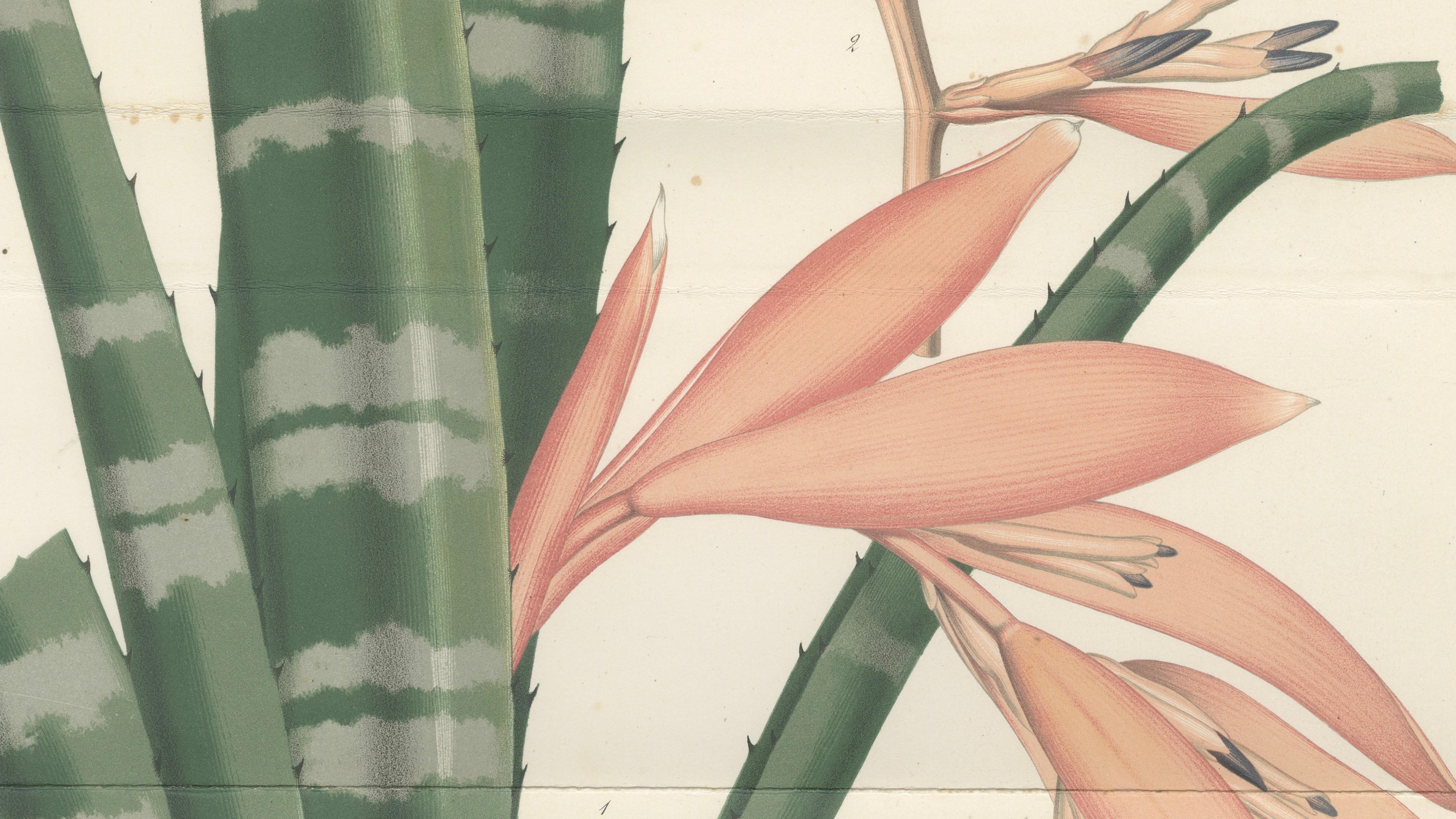 Antique Botanical Lithograph, Rohan’s Billbergia – de Vriese, 1856