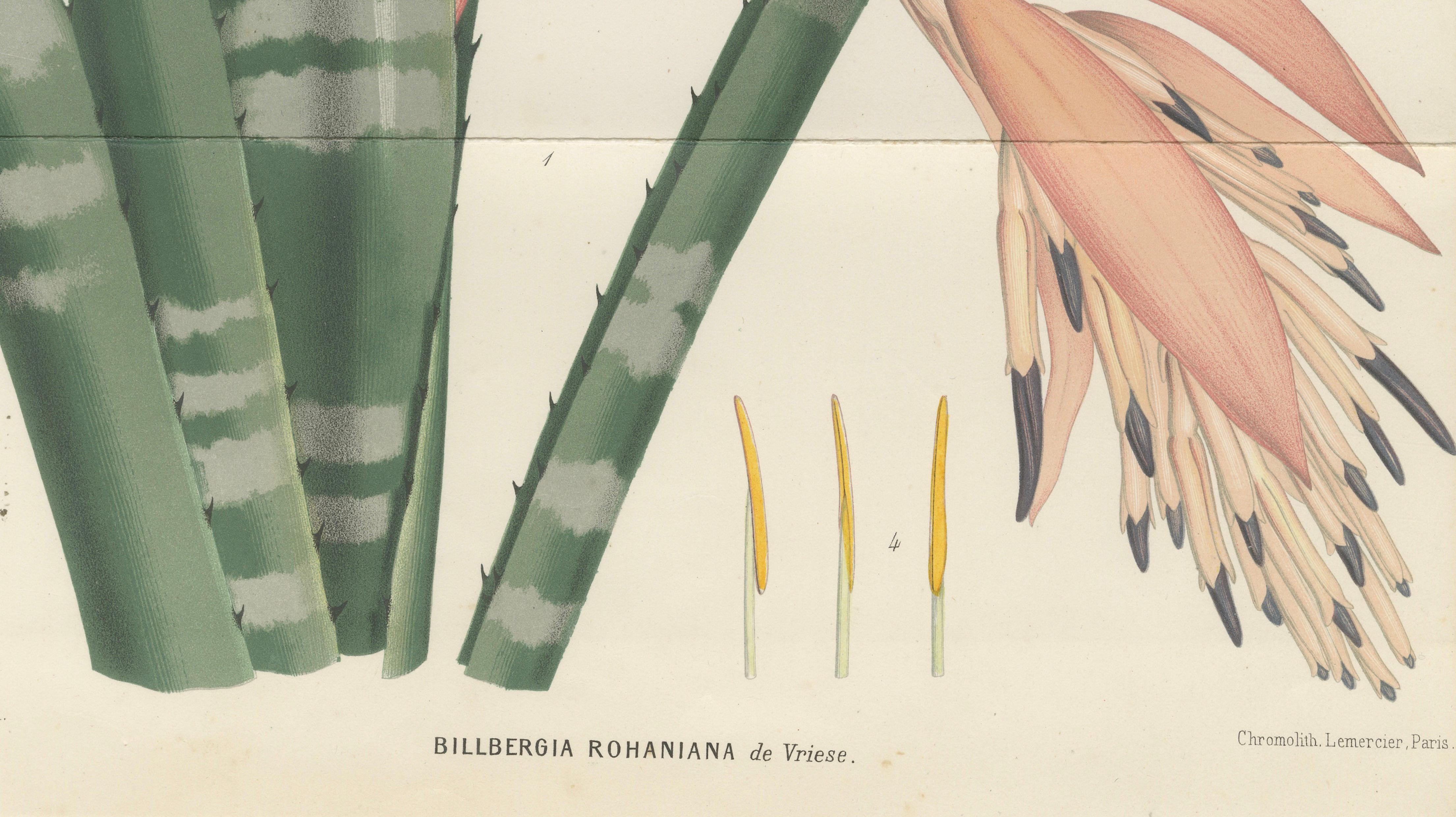Antique Botanical Lithograph, Rohan’s Billbergia – de Vriese, 1856
