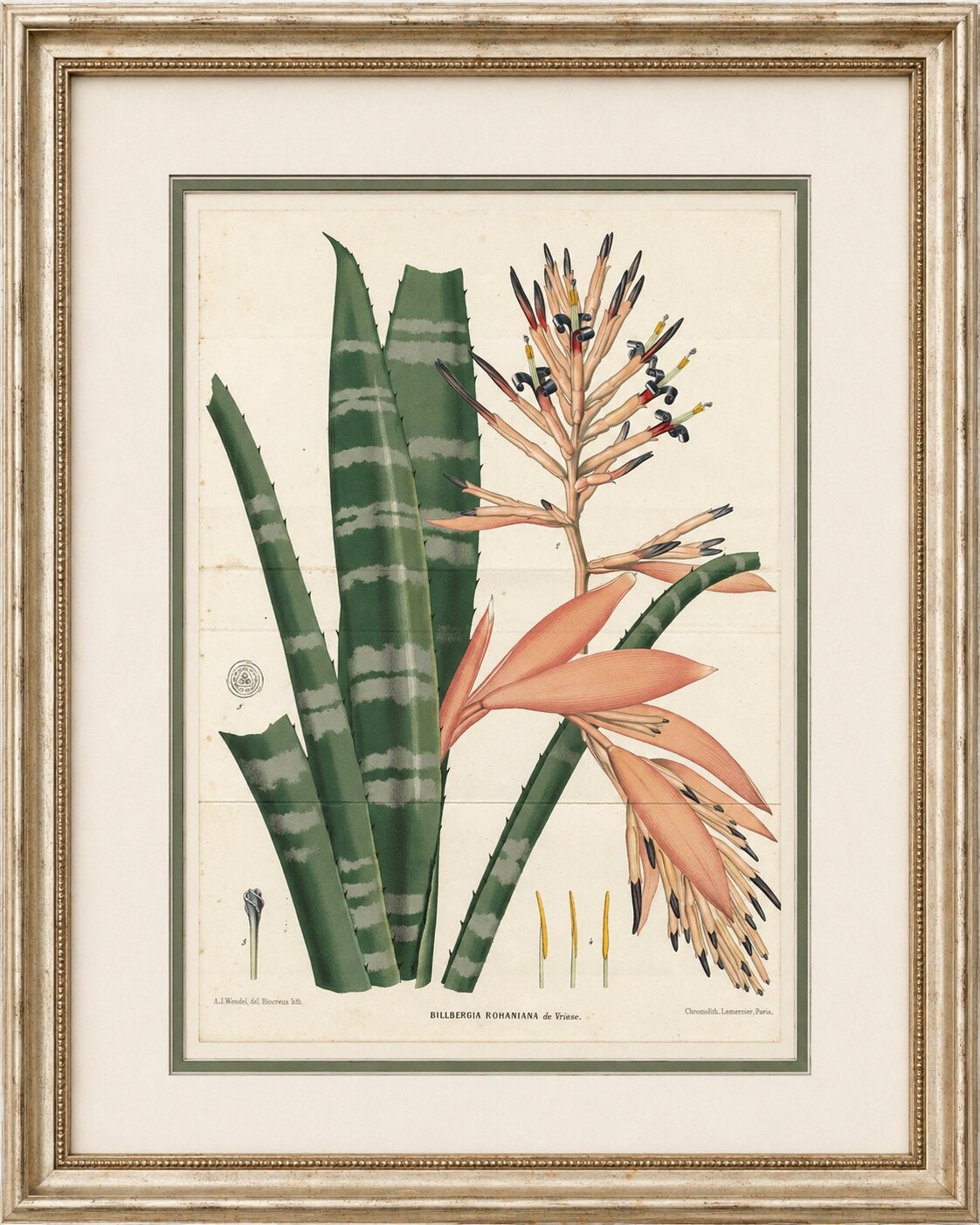 Antike botanische Lithographie, Rohan's Billbergia - de Vriese, 1856