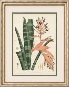 Antique Botanical Lithograph, Rohan’s Billbergia – de Vriese, 1856