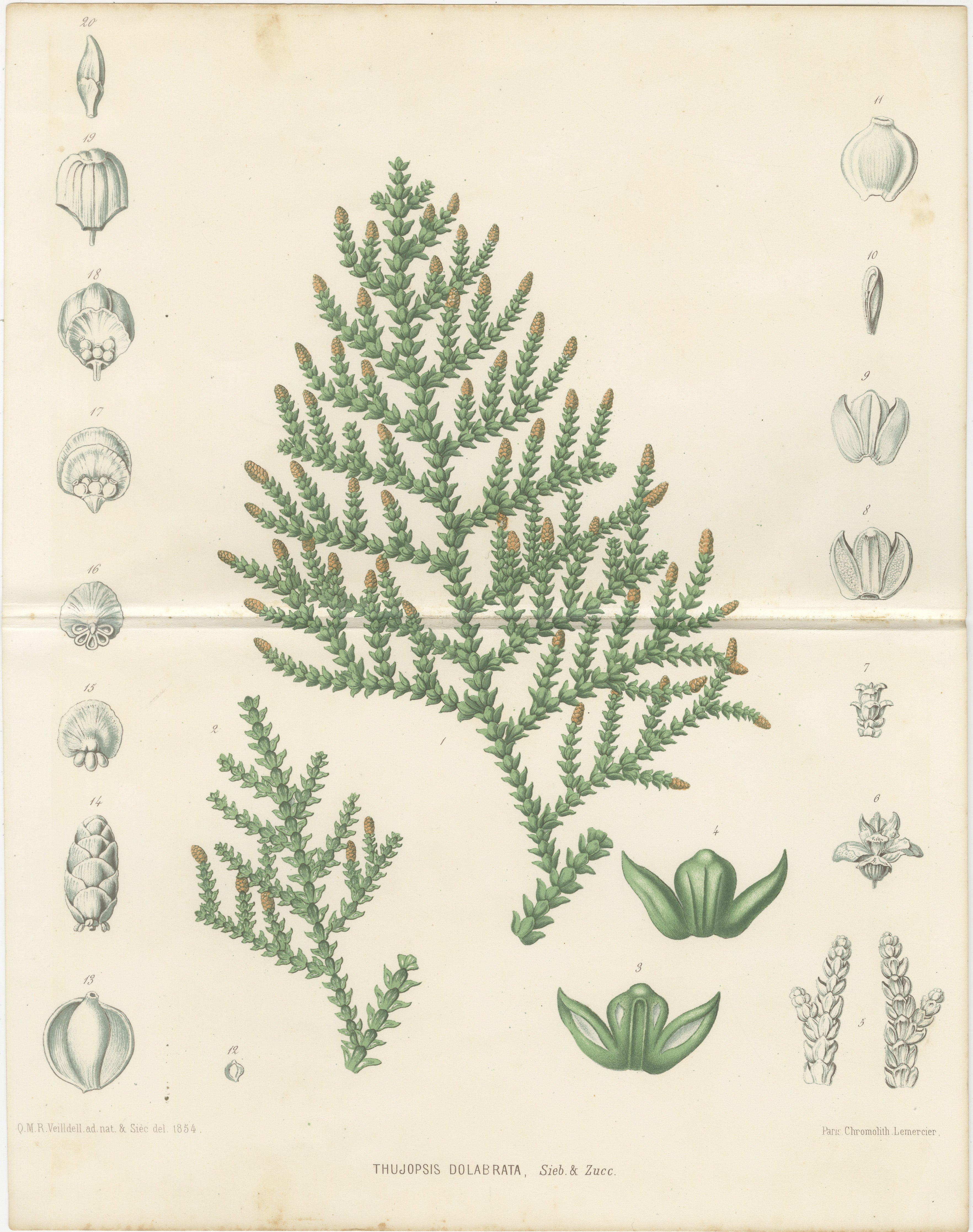 Antique Botanical Lithograph, Thuopsis Dolabrata, Siebold Zuccarini, 1856
