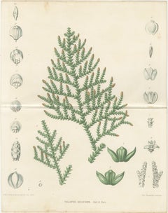 Antike botanische Lithographie, Thuopsis Dolabrata, Siebold Zuccarini, 1856