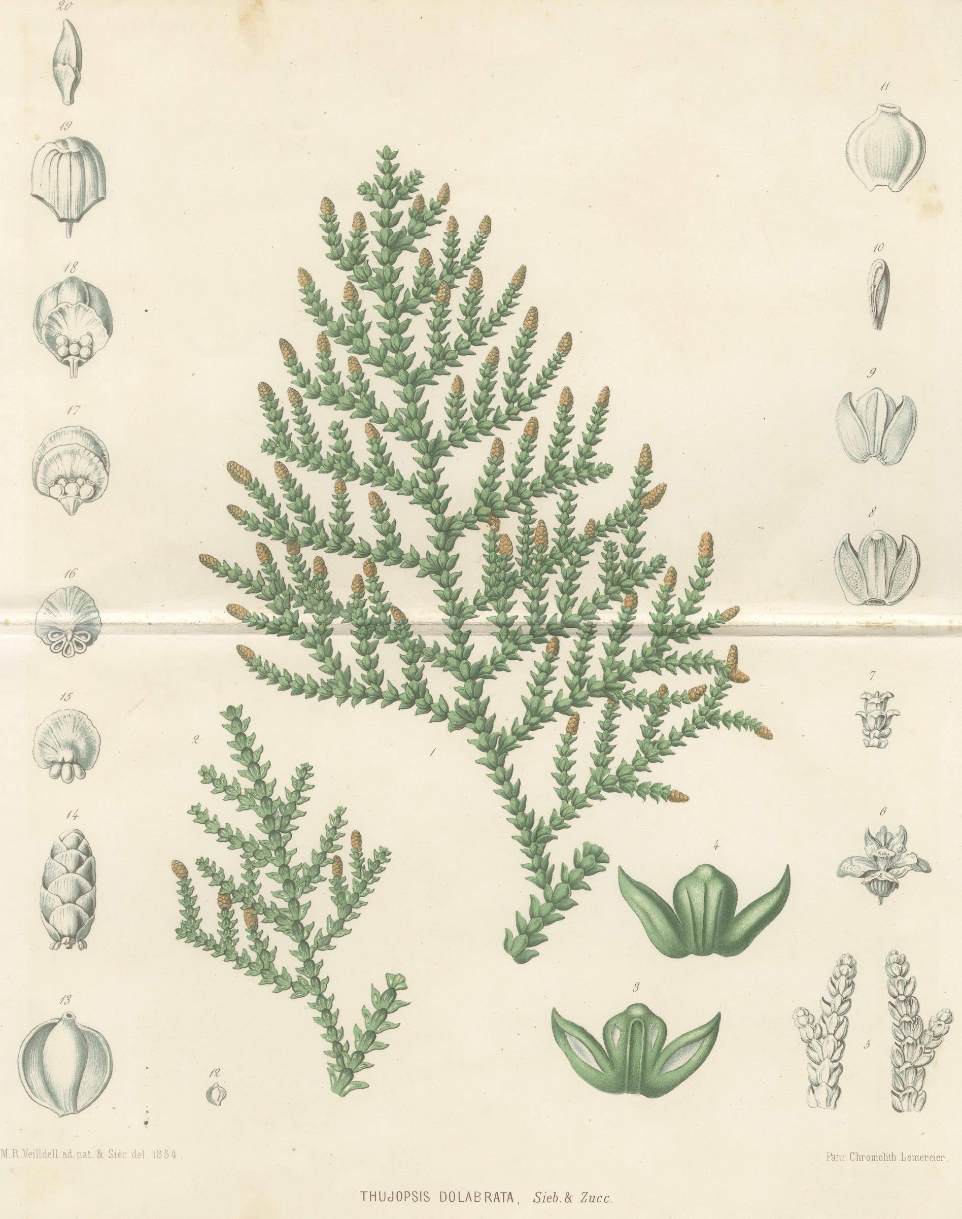 Antique Botanical Lithograph, Thuopsis Dolabrata, Siebold Zuccarini, 1856