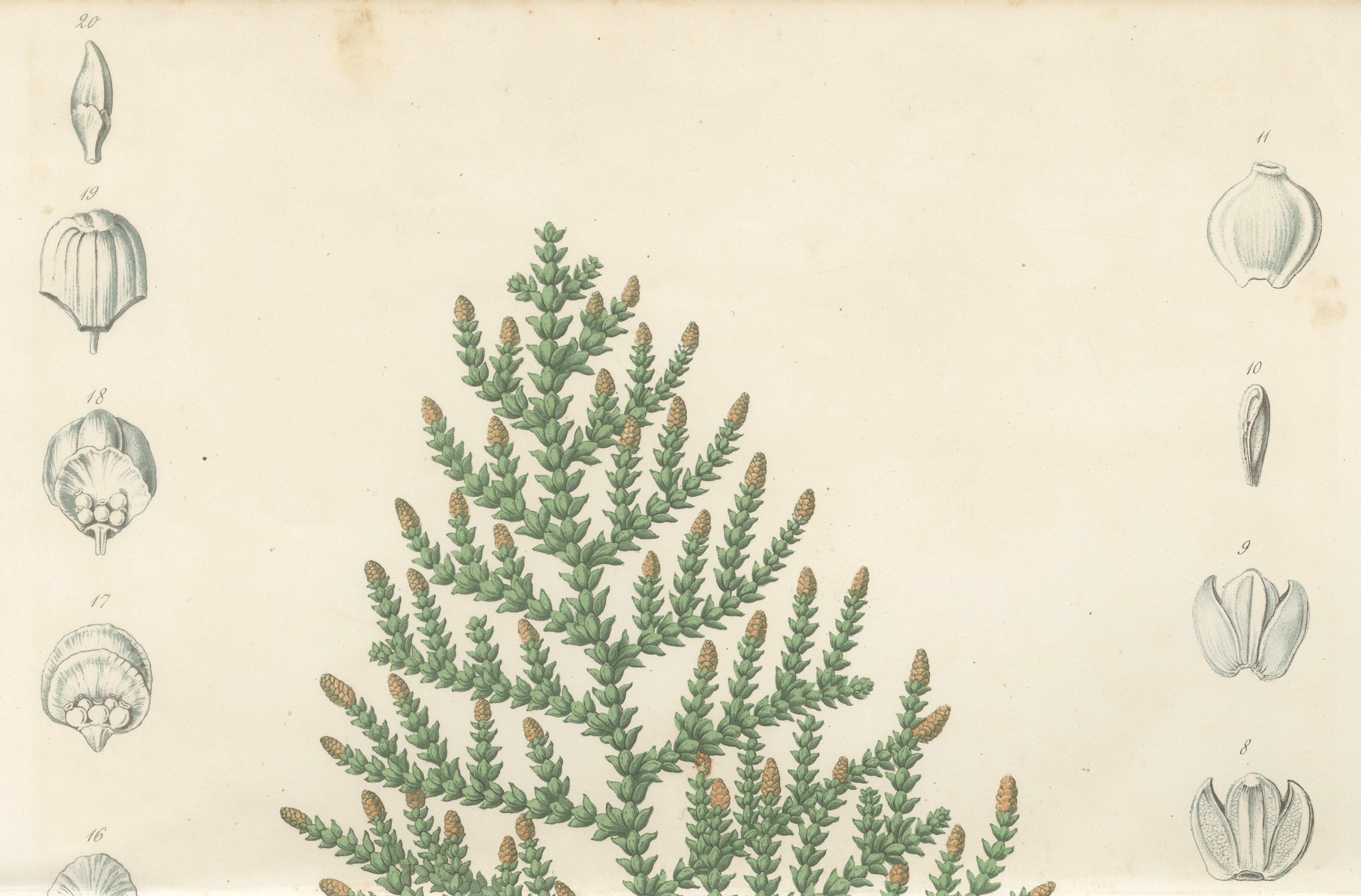 Antique Botanical Lithograph, Thuopsis Dolabrata, Siebold Zuccarini, 1856