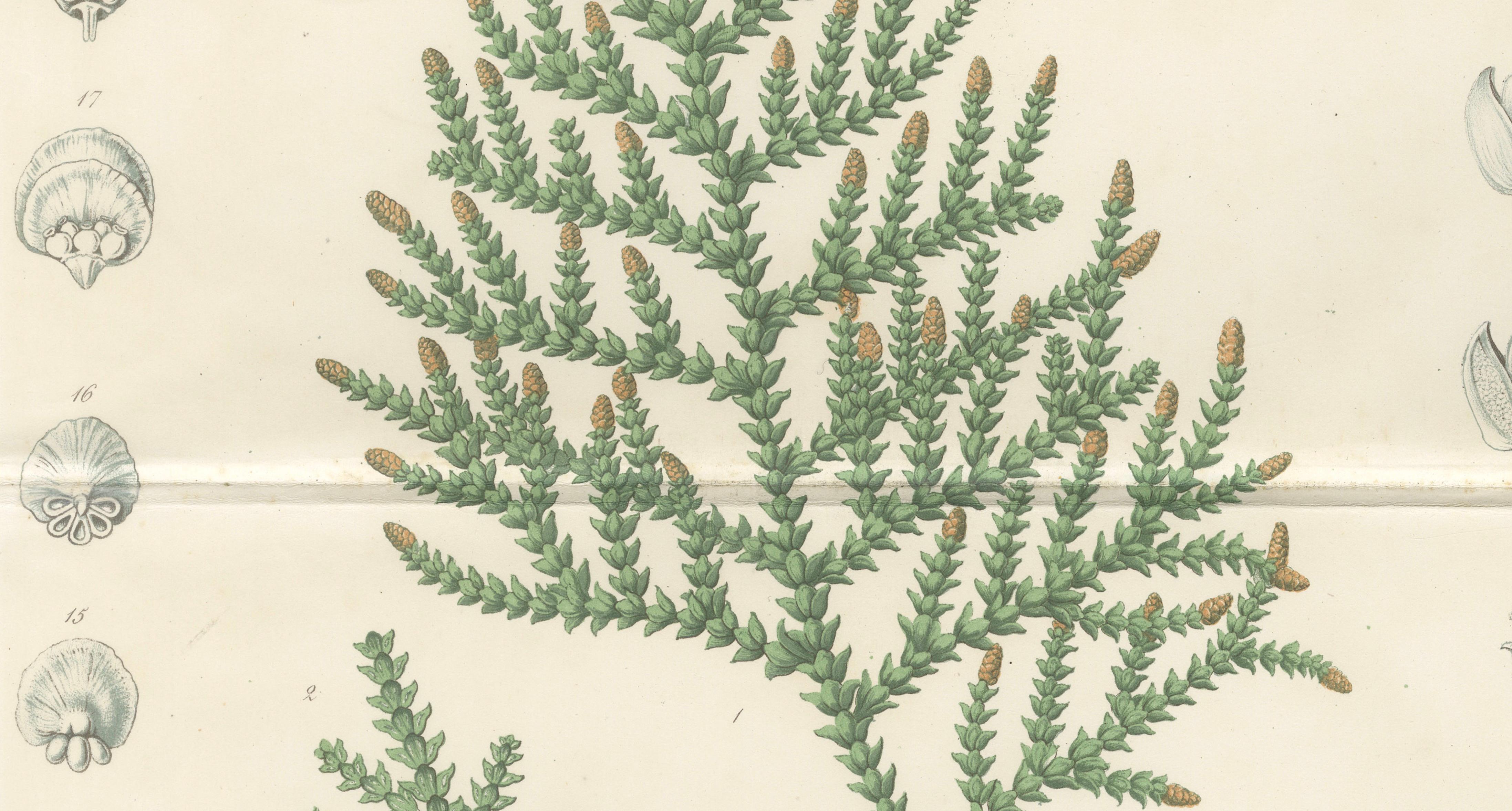 Antique Botanical Lithograph, Thuopsis Dolabrata, Siebold Zuccarini, 1856