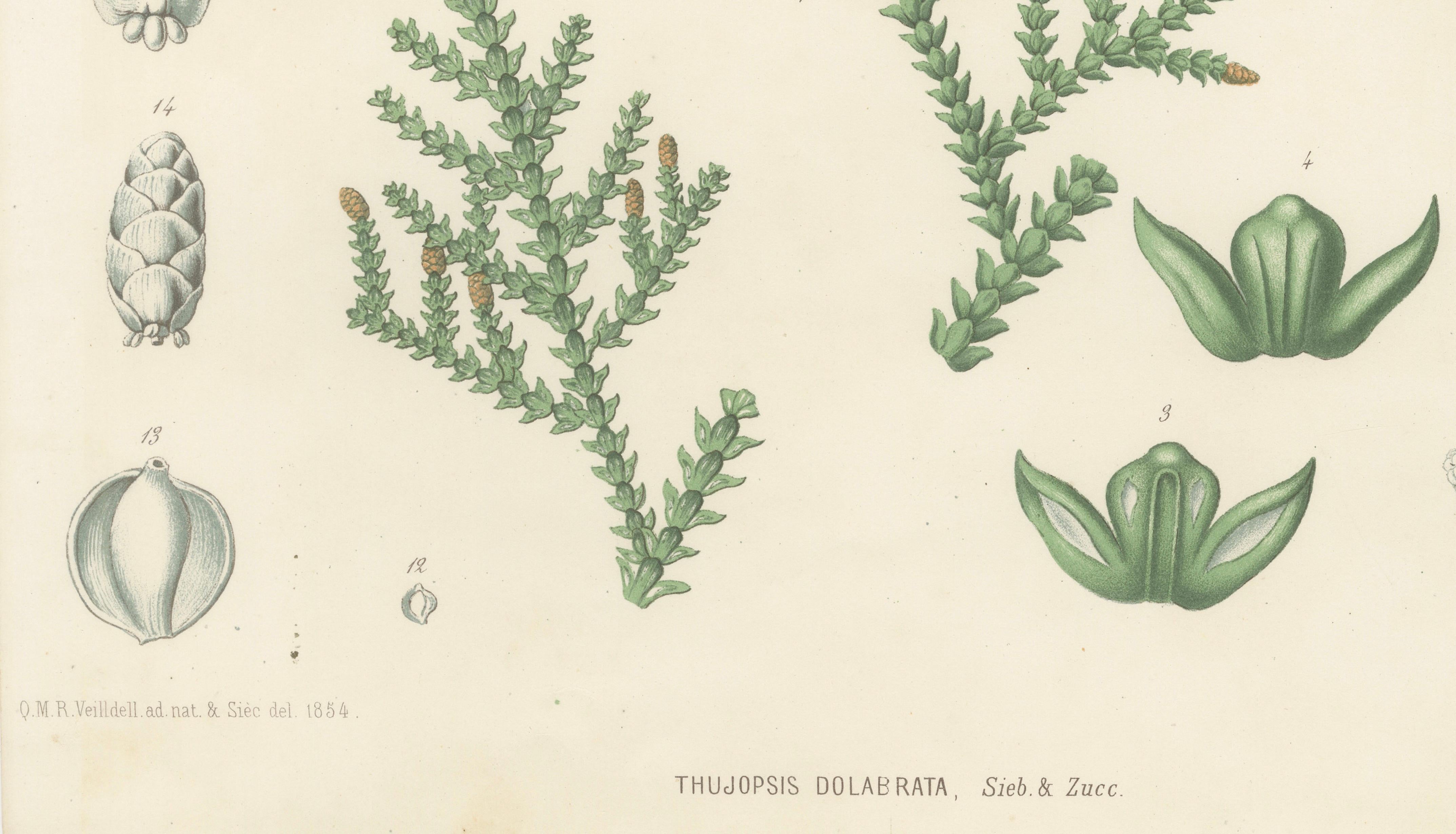 Antique Botanical Lithograph, Thuopsis Dolabrata, Siebold Zuccarini, 1856
