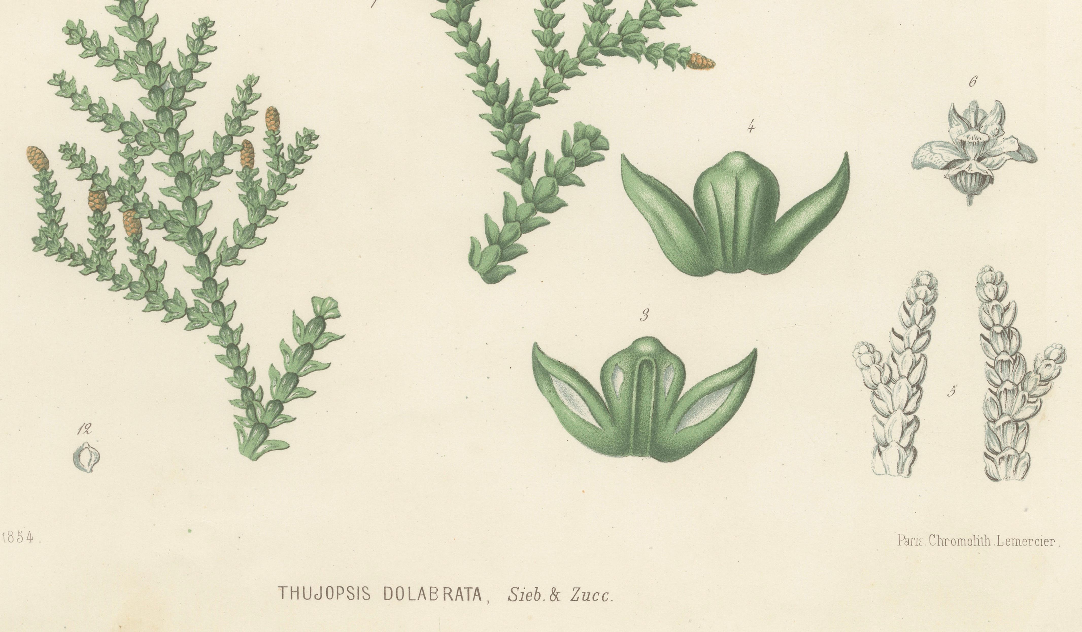 Antique Botanical Lithograph, Thuopsis Dolabrata, Siebold Zuccarini, 1856