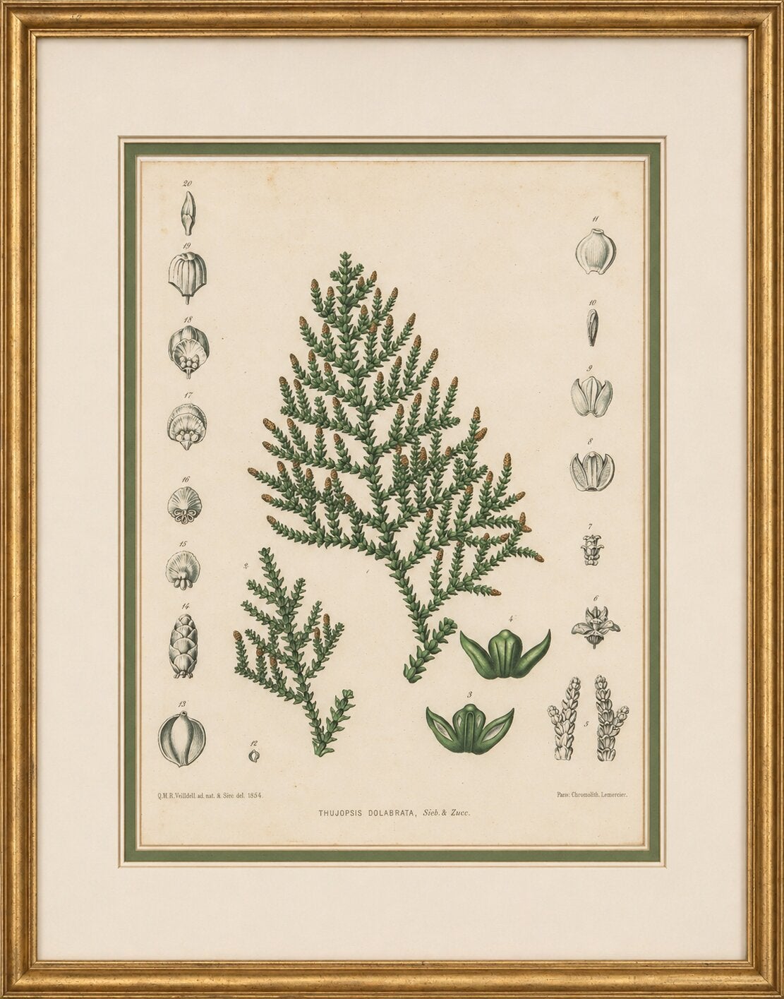 Antique Botanical Lithograph, Thuopsis Dolabrata, Siebold Zuccarini, 1856