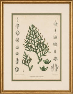 Antique Botanical Lithograph, Thuopsis Dolabrata, Siebold Zuccarini, 1856