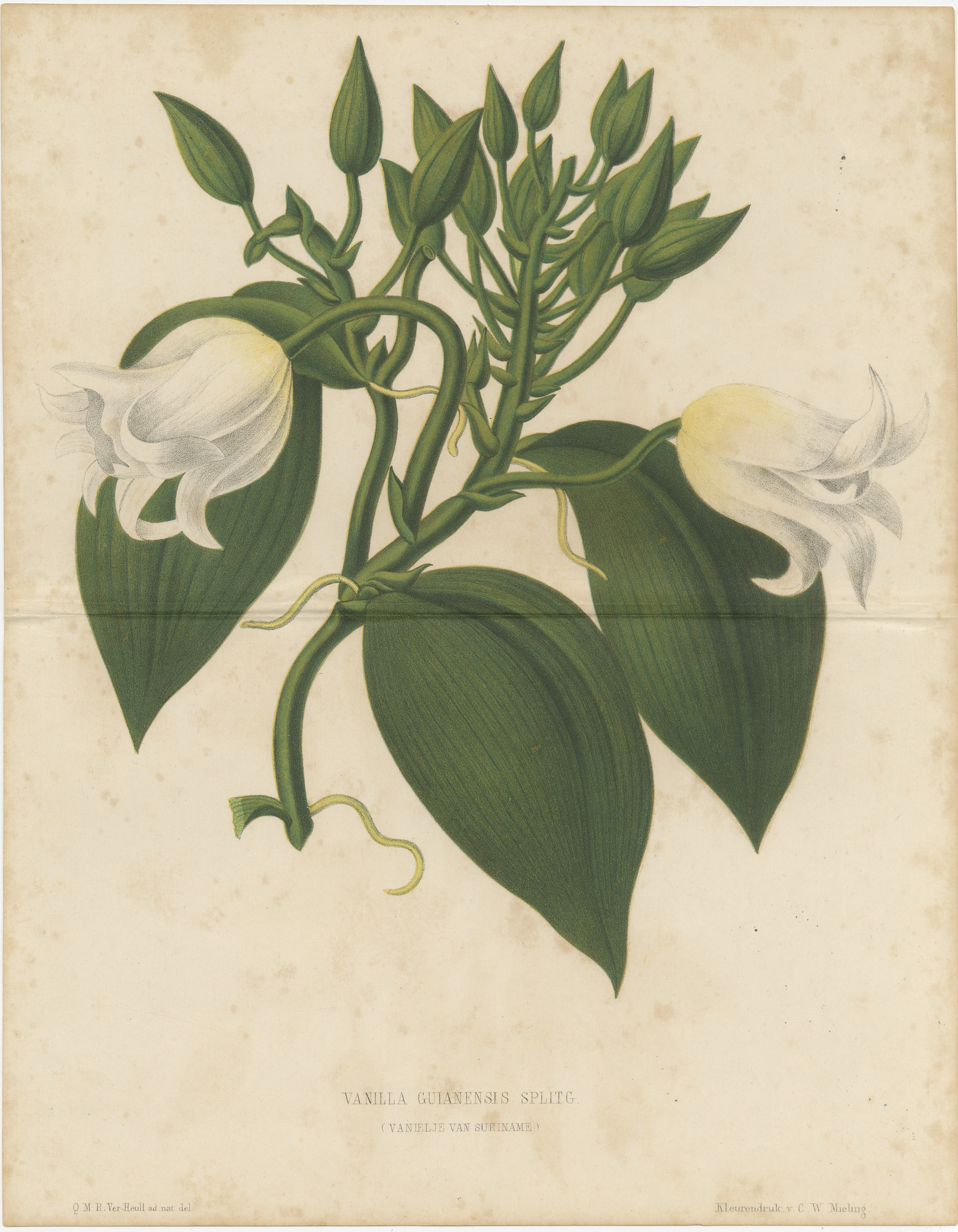 Antique Botanical Lithograph, Vanilla Guianensis, Suriname Orchid, 1856