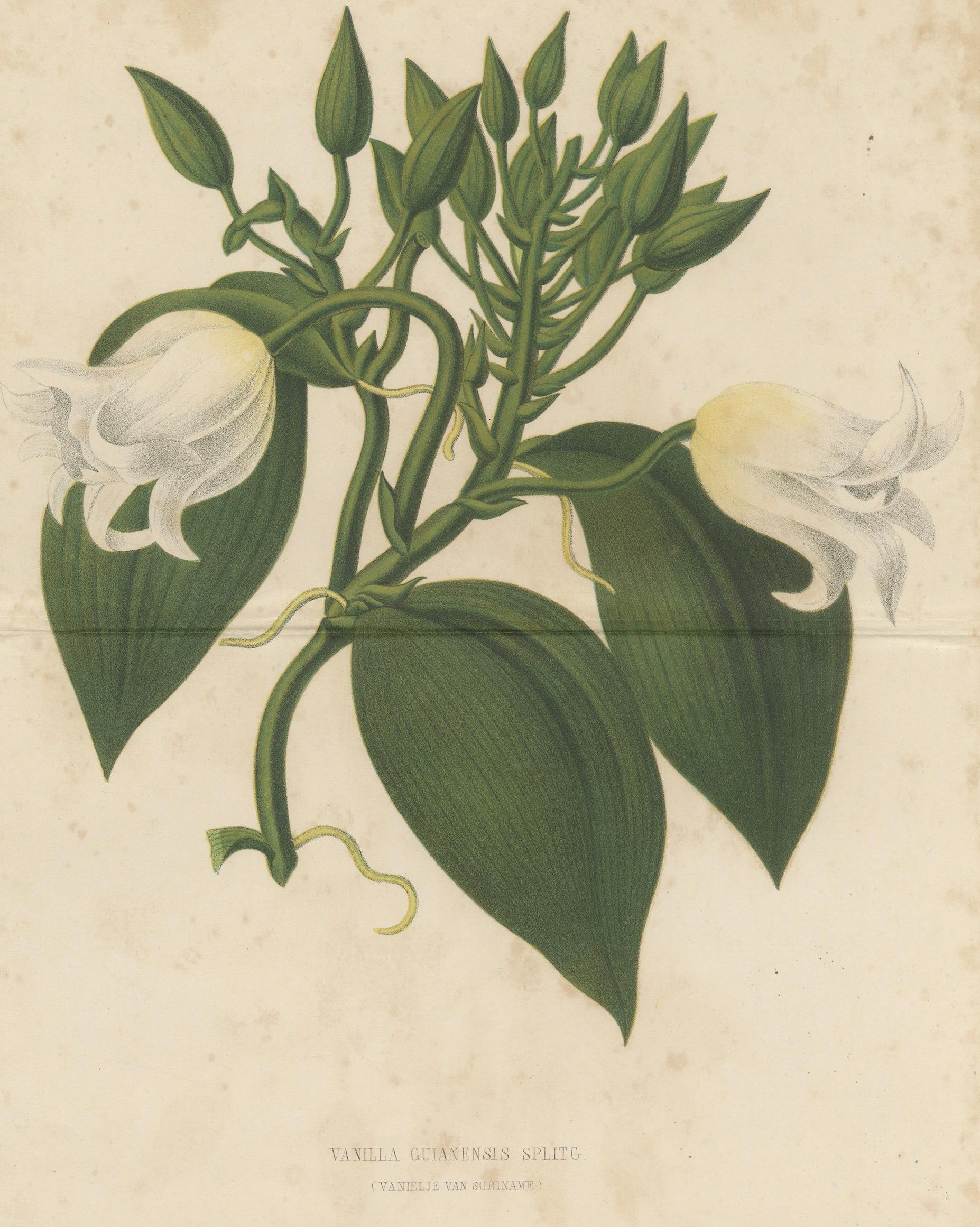 Antique Botanical Lithograph, Vanilla Guianensis, Suriname Orchid, 1856