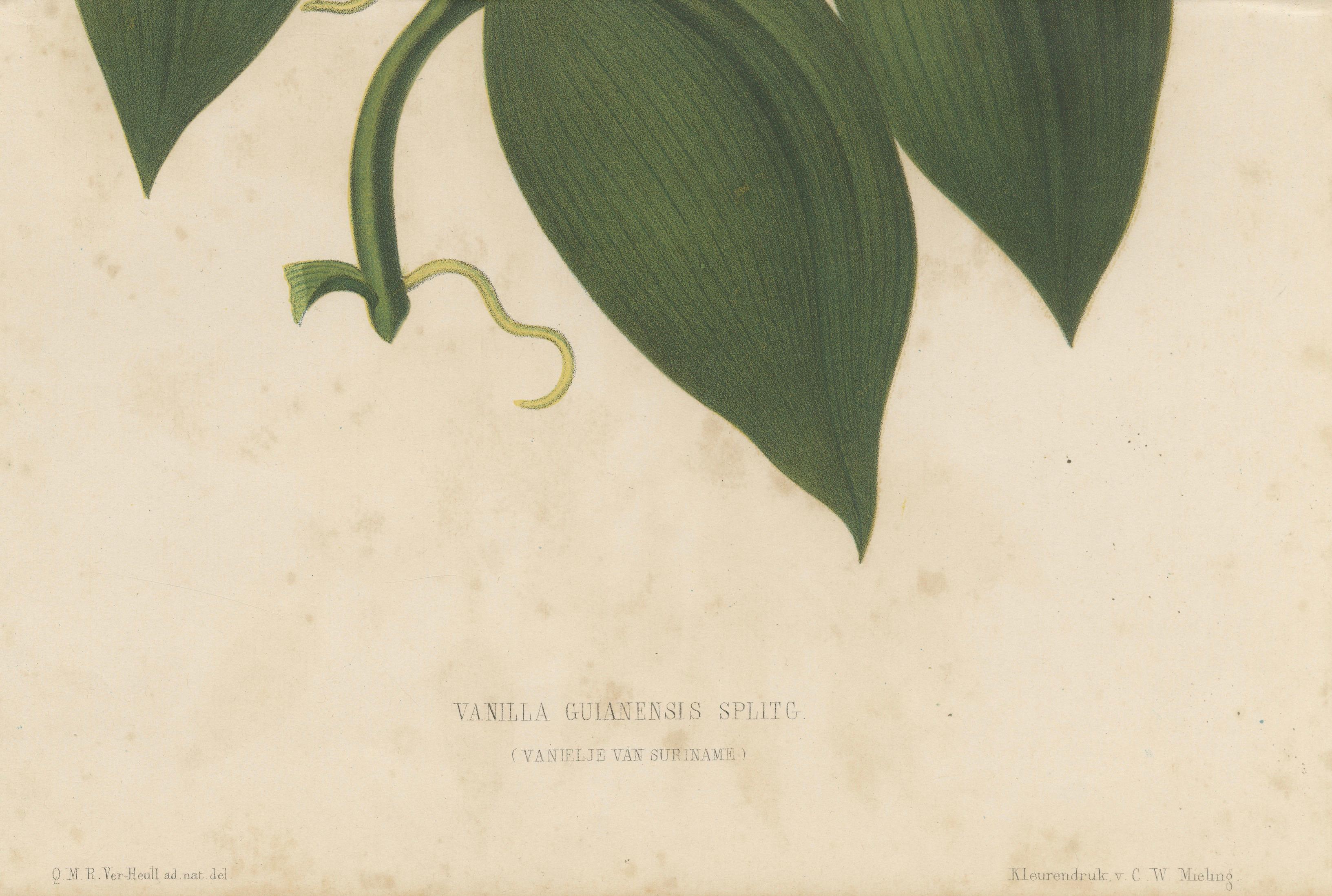 Antique Botanical Lithograph, Vanilla Guianensis, Suriname Orchid, 1856