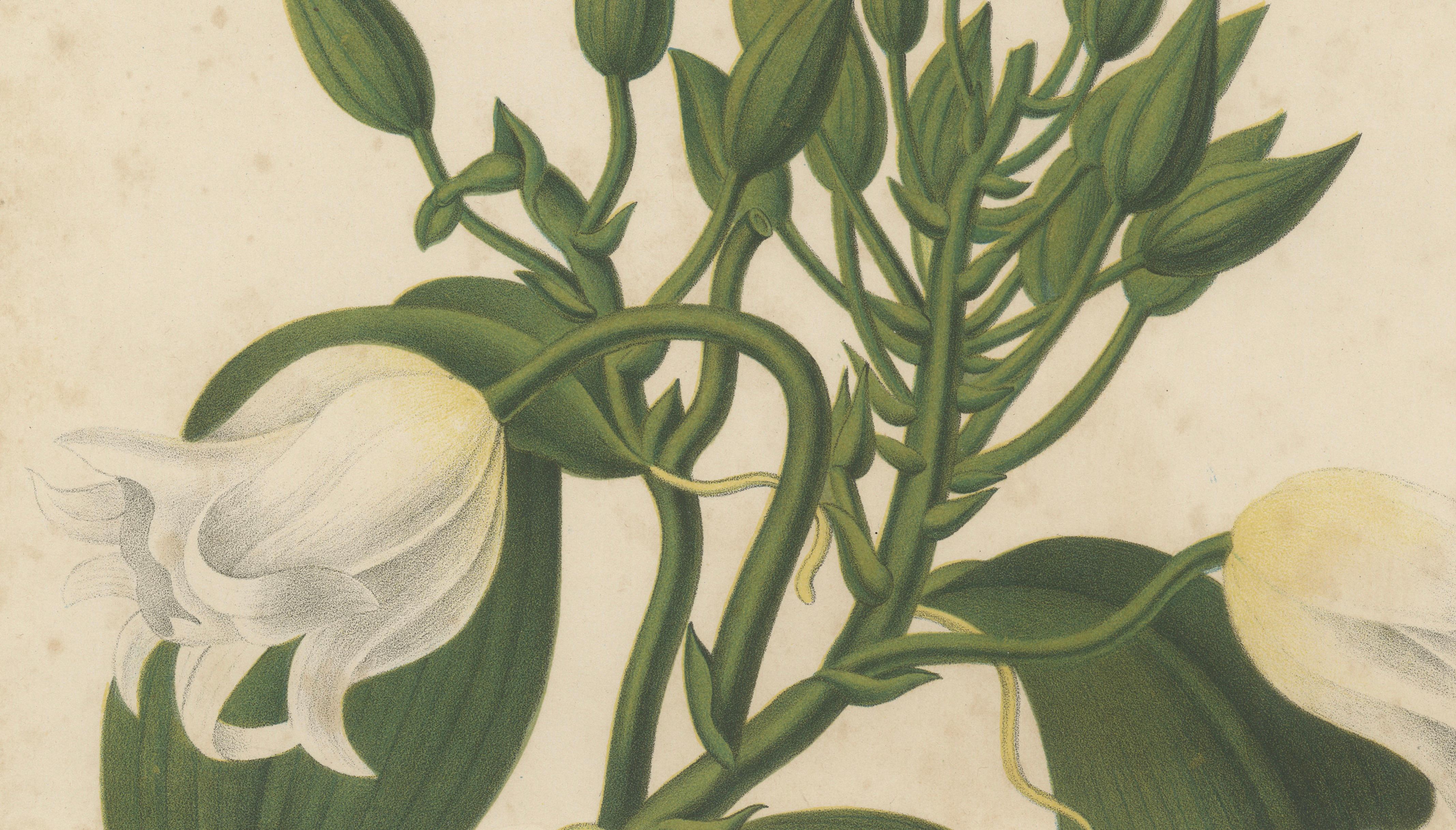 Antique Botanical Lithograph, Vanilla Guianensis, Suriname Orchid, 1856