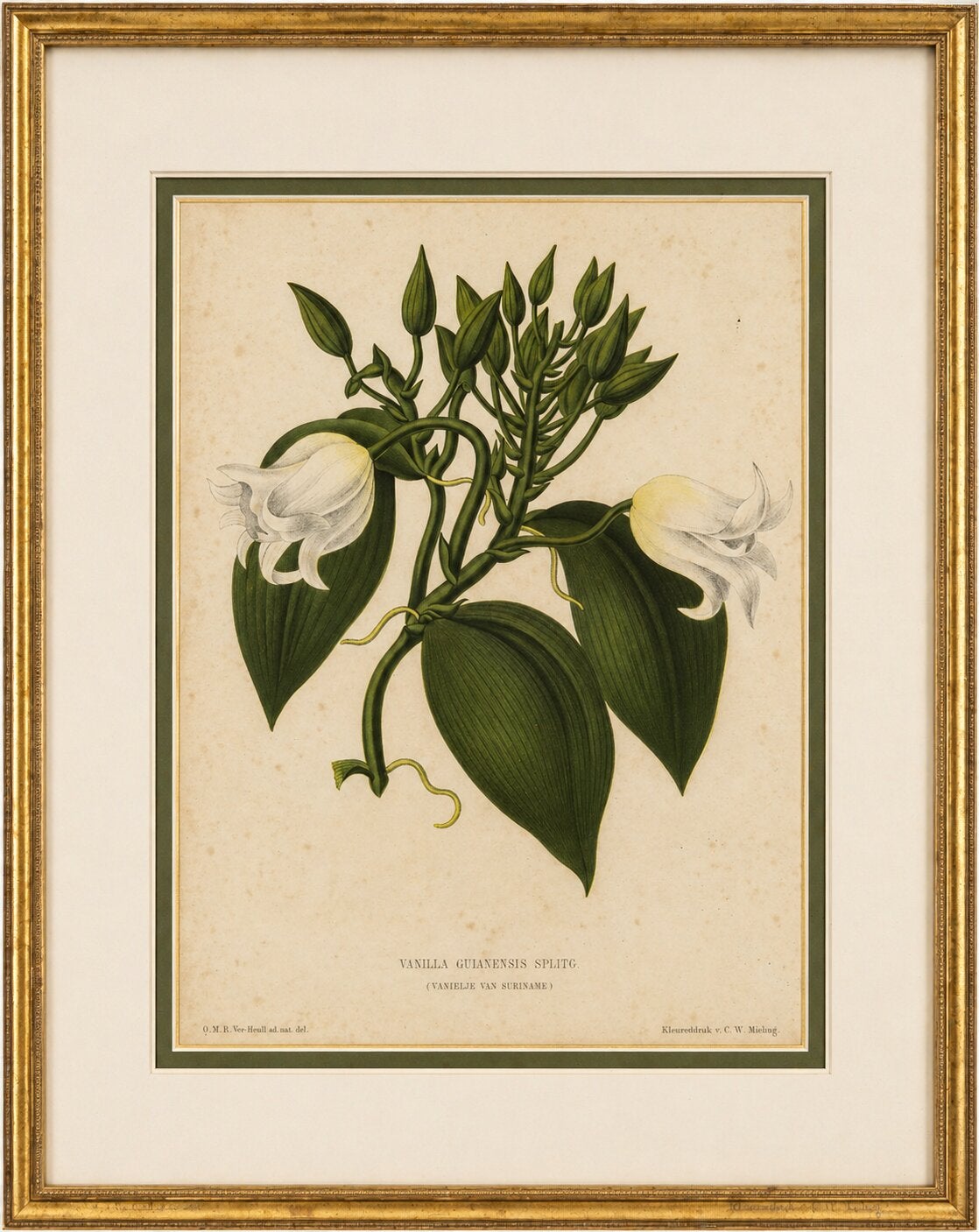 Antike botanische Lithographie, Vanilla Guianensis, Surinam Orchidee, 1856