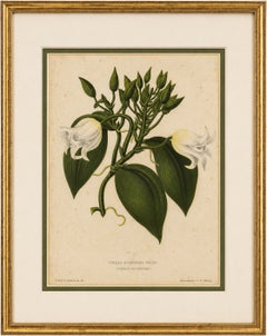 Antique Botanical Lithograph, Vanilla Guianensis, Suriname Orchid, 1856