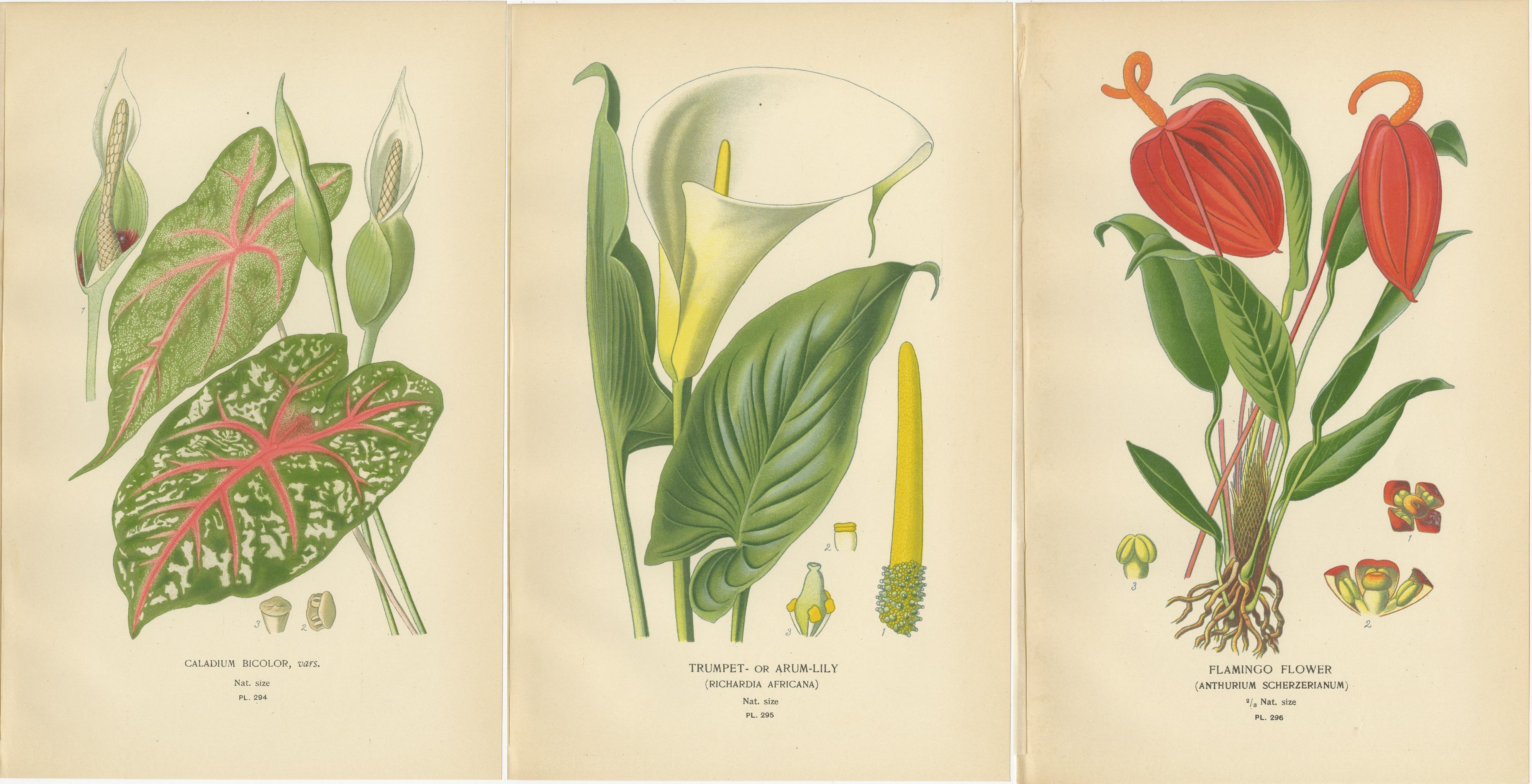 Litografie botaniche antiche - Caladium, Arum Lily e Flamingo Flower - C.C. 1890

Questo straordinario set di tre litografie botaniche antiche mostra la diversità e l'eleganza del fogliame tropicale e delle piante da fiore, risalenti alla fine del