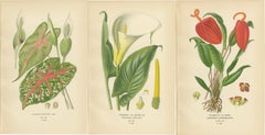 Antique Botanical Lithographs – Caladium, Arum Lily & Flamingo Flower – c.1897