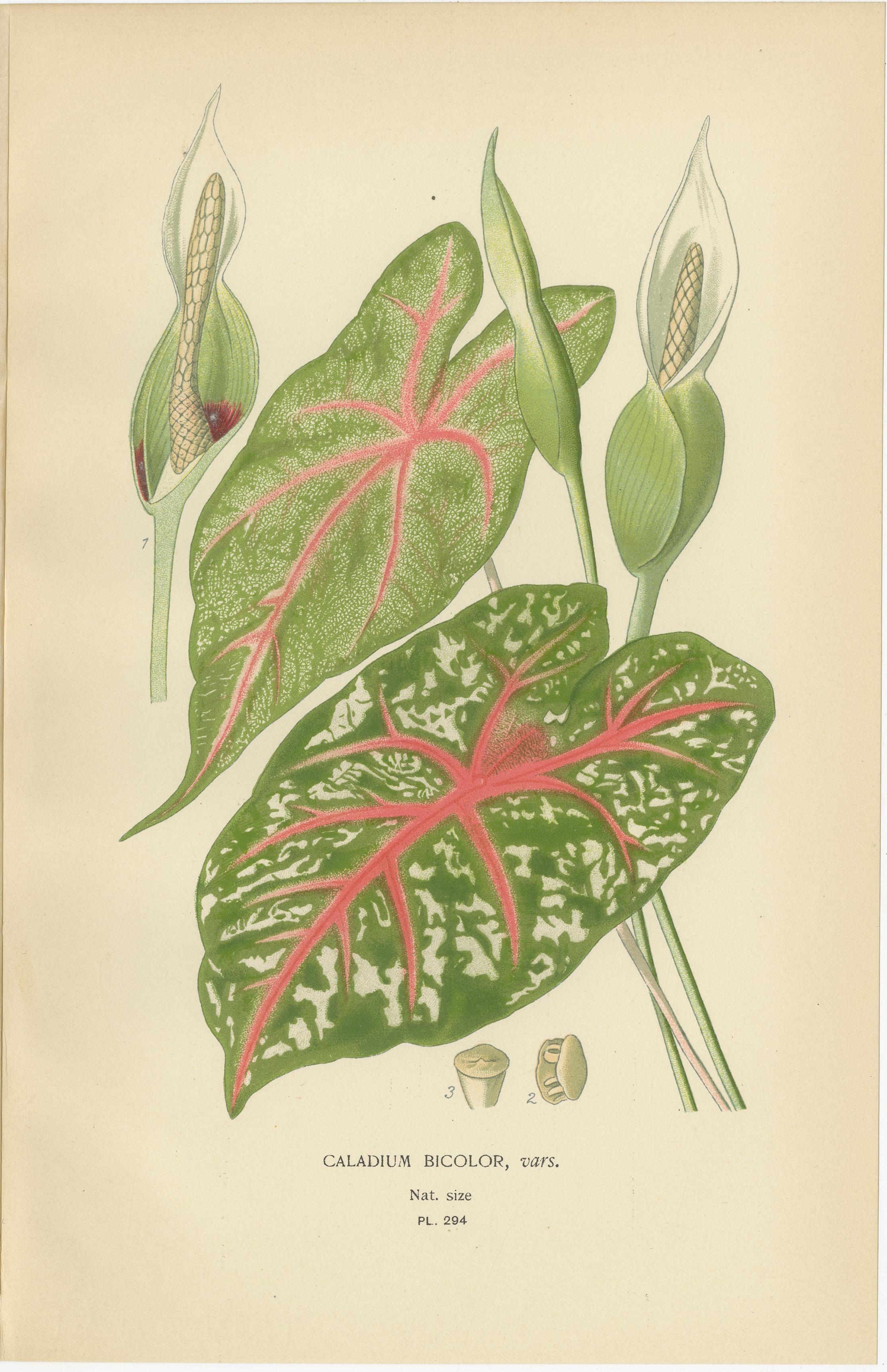 Inglese Litografie botaniche antiche - Caladium, Arum Lily e Flamingo Flower - C.C. 1897 in vendita