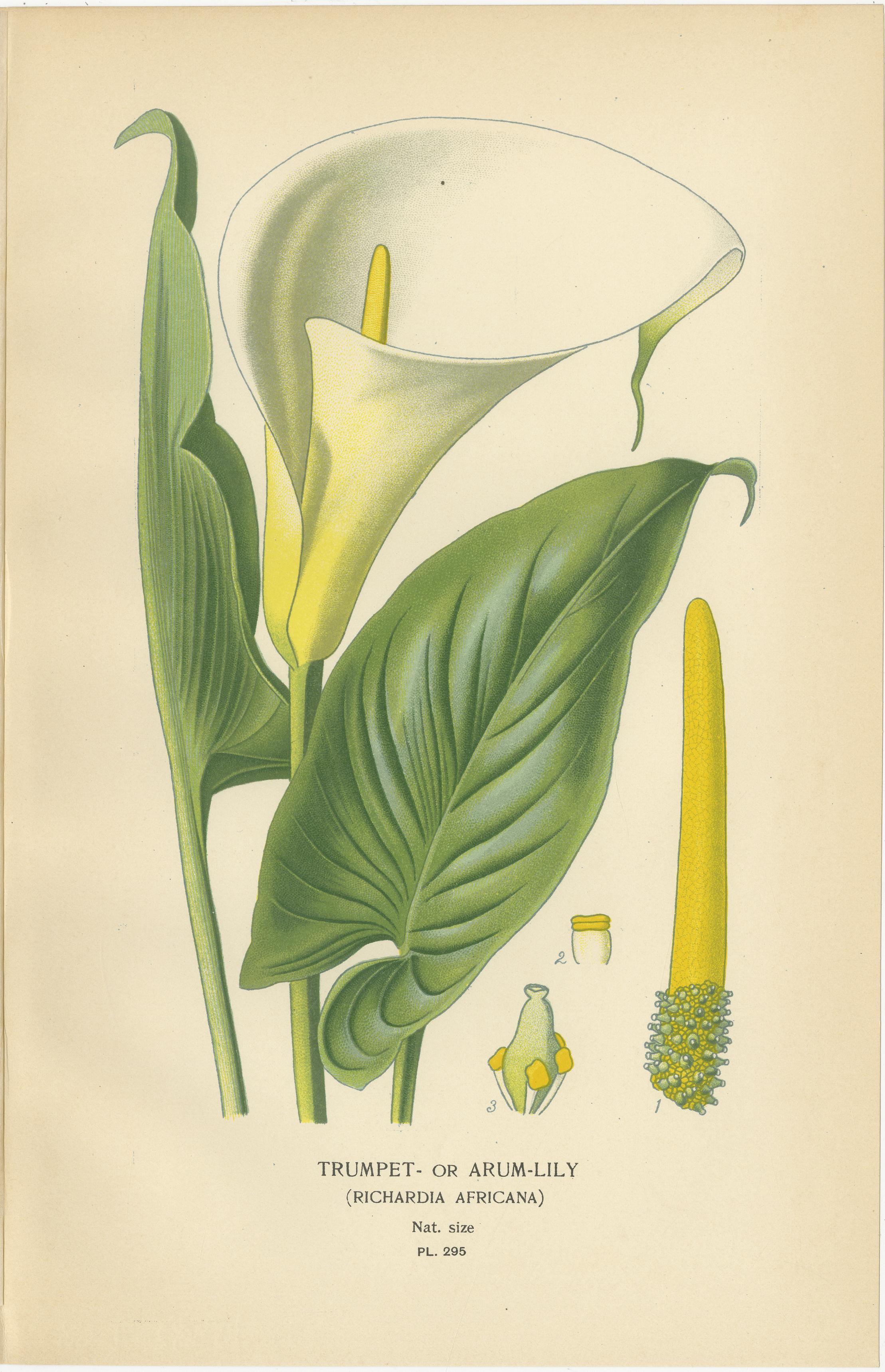 Litografie botaniche antiche - Caladium, Arum Lily e Flamingo Flower - C.C. 1897 In condizioni buone in vendita a Langweer, NL