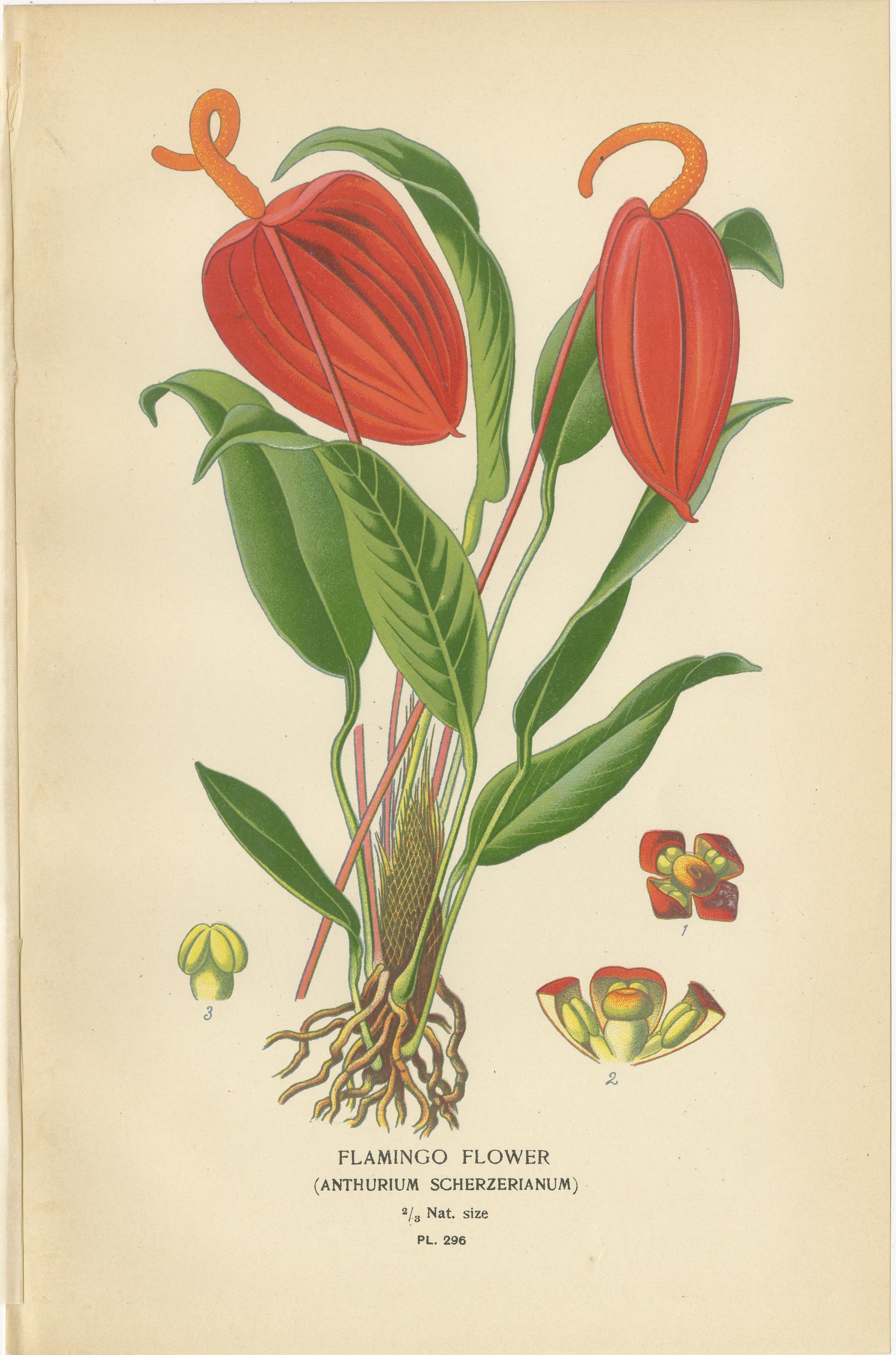 XIX secolo Litografie botaniche antiche - Caladium, Arum Lily e Flamingo Flower - C.C. 1897 in vendita