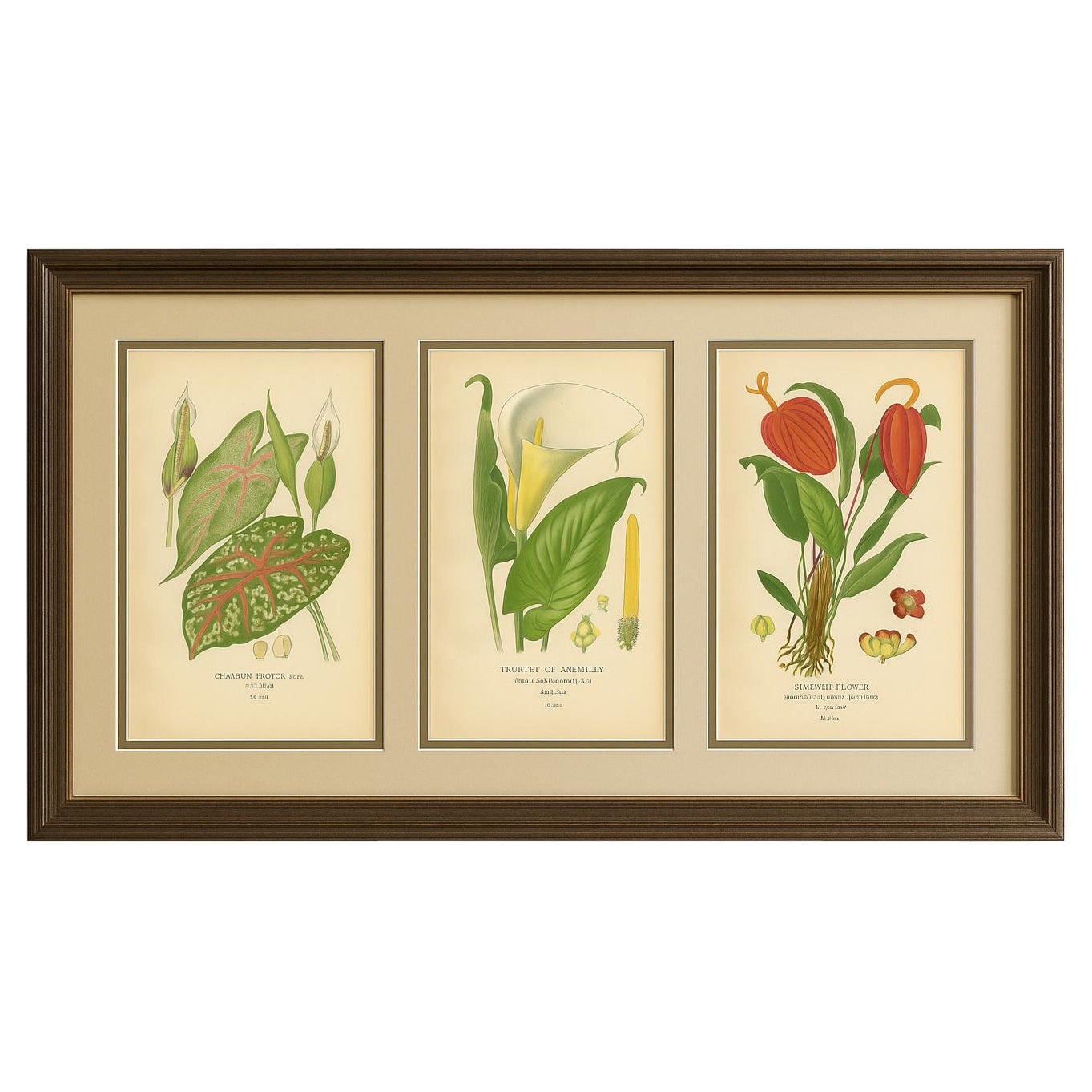 Litografie botaniche antiche - Caladium, Arum Lily e Flamingo Flower - C.C. 1897