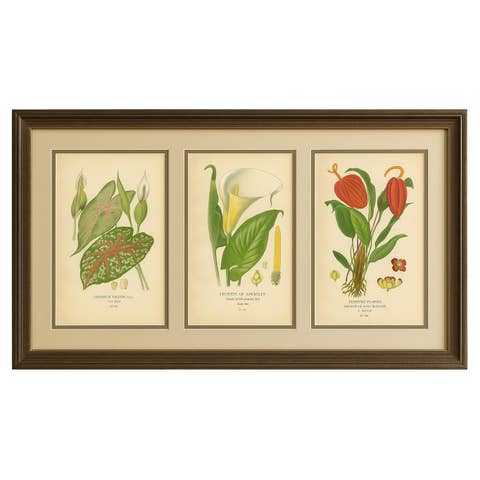 Antique Botanical Lithographs – Caladium, Arum Lily & Flamingo Flower – c.1897