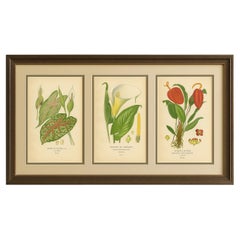 Litografie botaniche antiche - Caladium, Arum Lily e Flamingo Flower - C.C. 1897