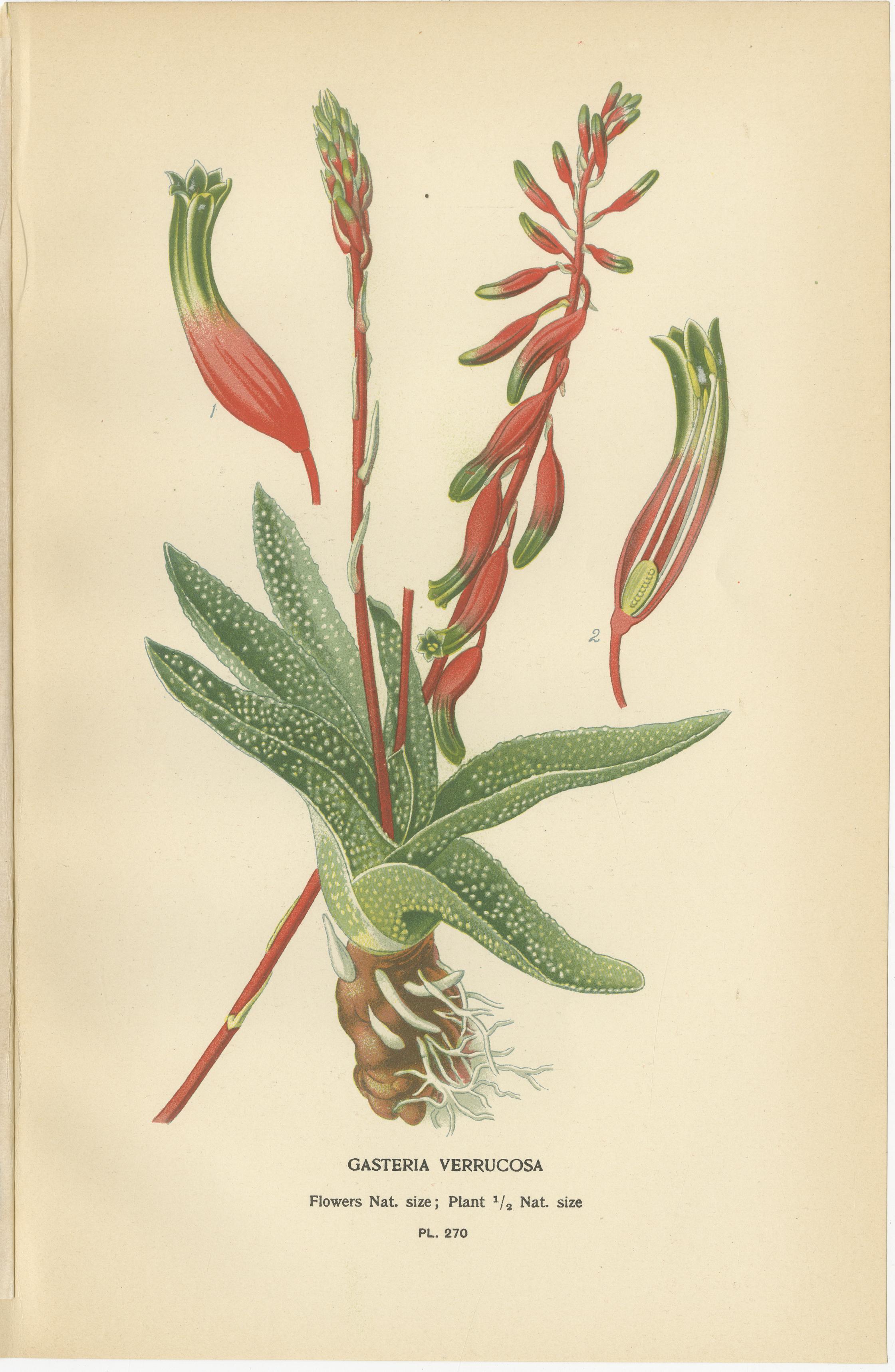 Lithographies botaniques anciennes - Gasteria, Aloe & Yucca - 1897

Description : Un ensemble vibrant de trois chromolithographies tirées de Favourite Flowers of Garden and Greenhouse (1897) d'Edward Step, présentant une flore succulente et