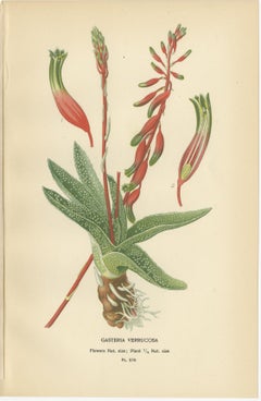 Antique Botanical Lithographs – Gasteria, Aloe & Yucca – 1897
